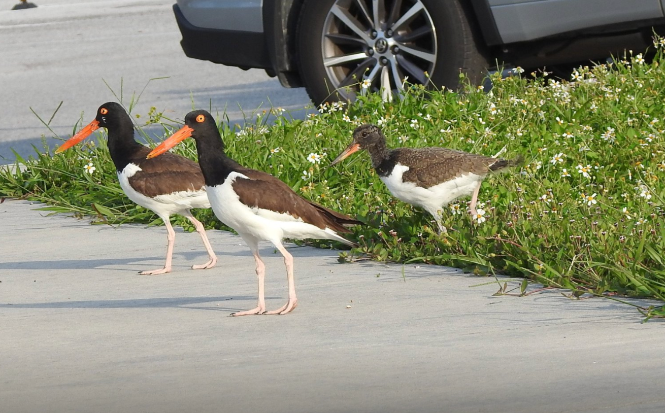 American Oystercatchers. Photo: Wendy Meehan.