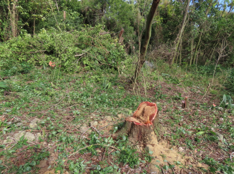 Removing invasive species.