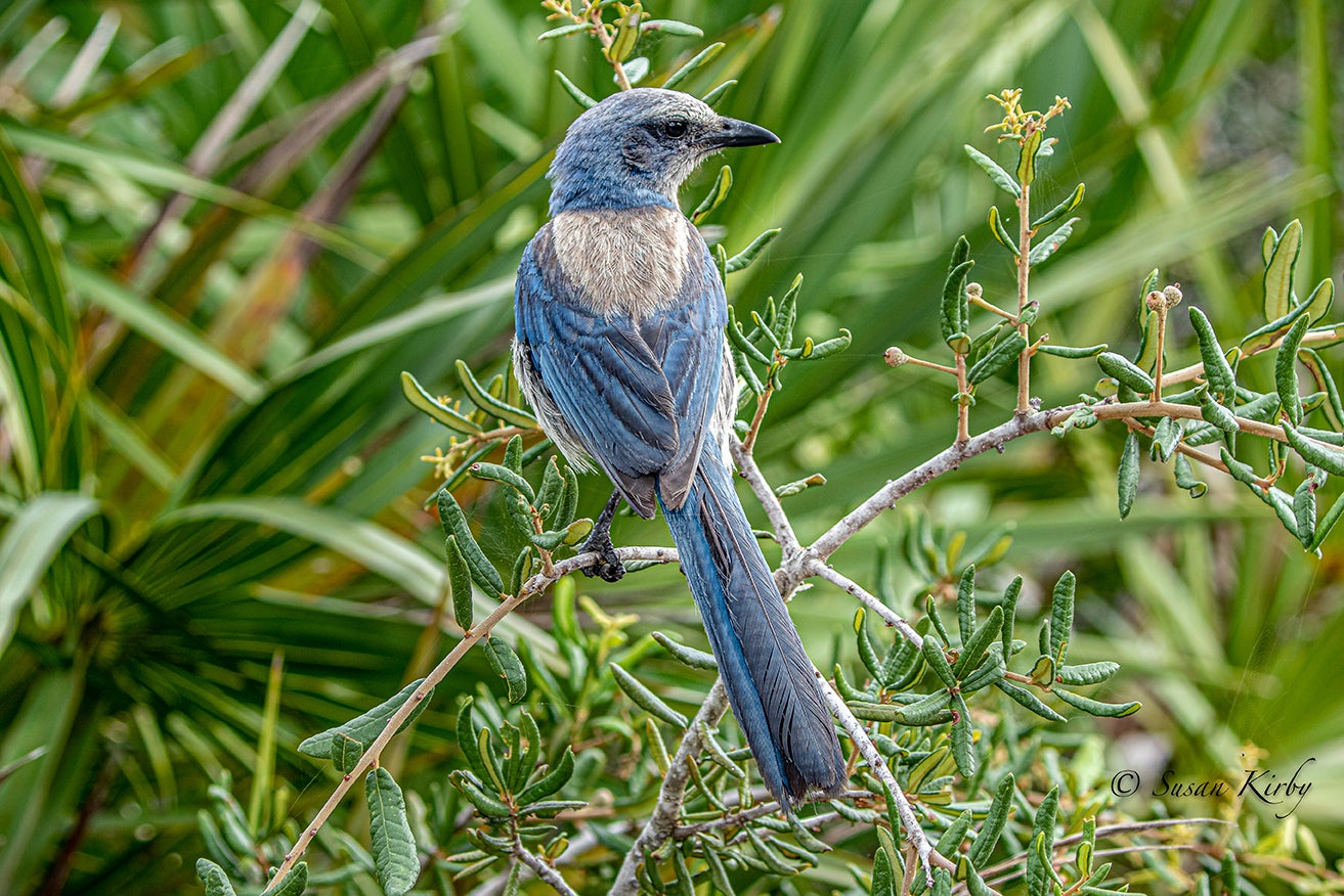 Florida Scrub-Jay. Photo: Susan Kirby.