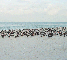 Black Skimmers loafint