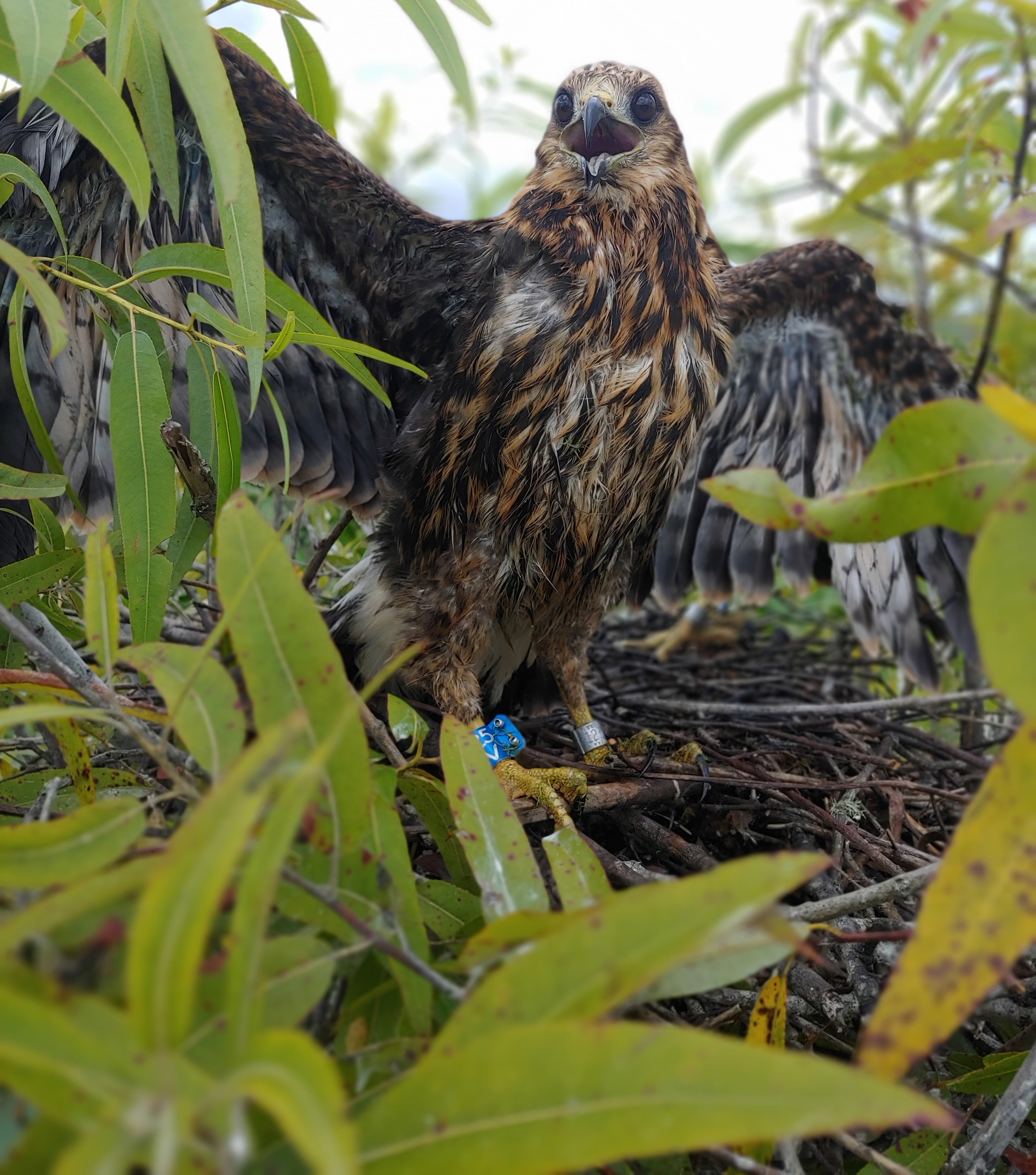 Banded Snail Kite sitting in a tree. Photo: Caroline Poli.