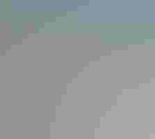 Three white shorebirds on a beach