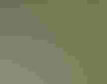 Royal Tern and chick standing on the ground.