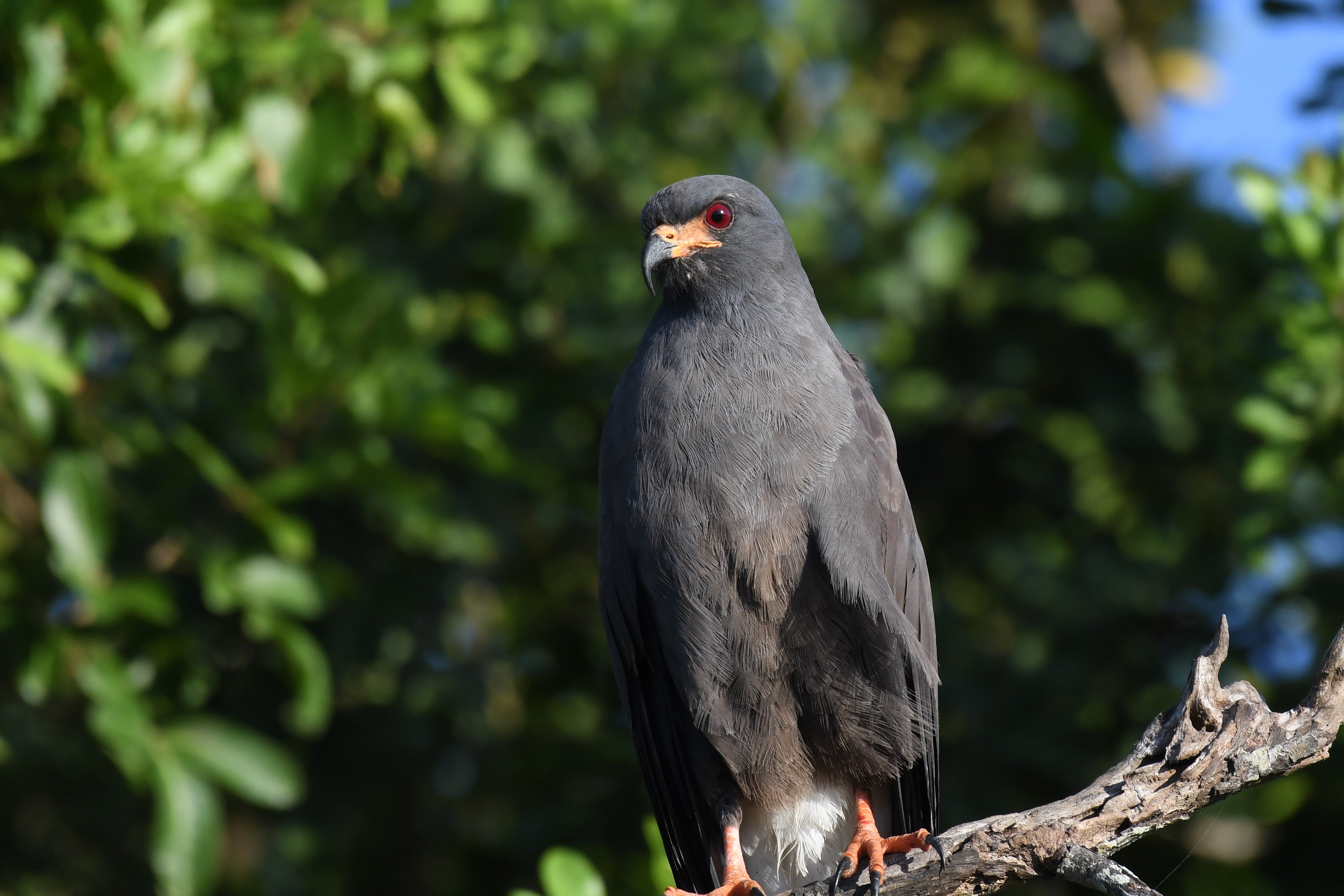Snail Kite. Photo: John Wolaver.