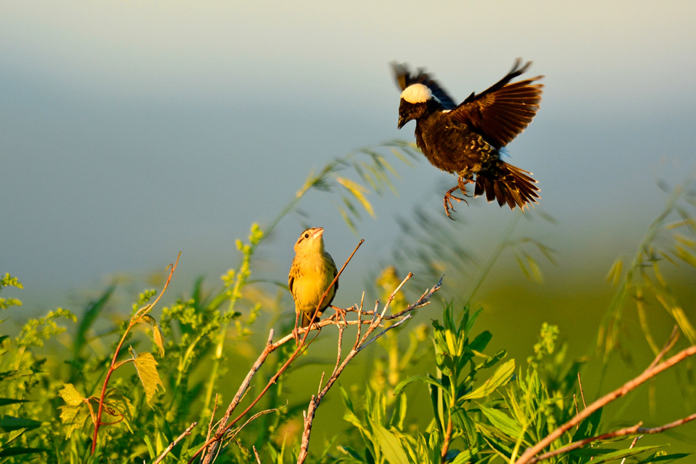 Bobolink, male and female. 