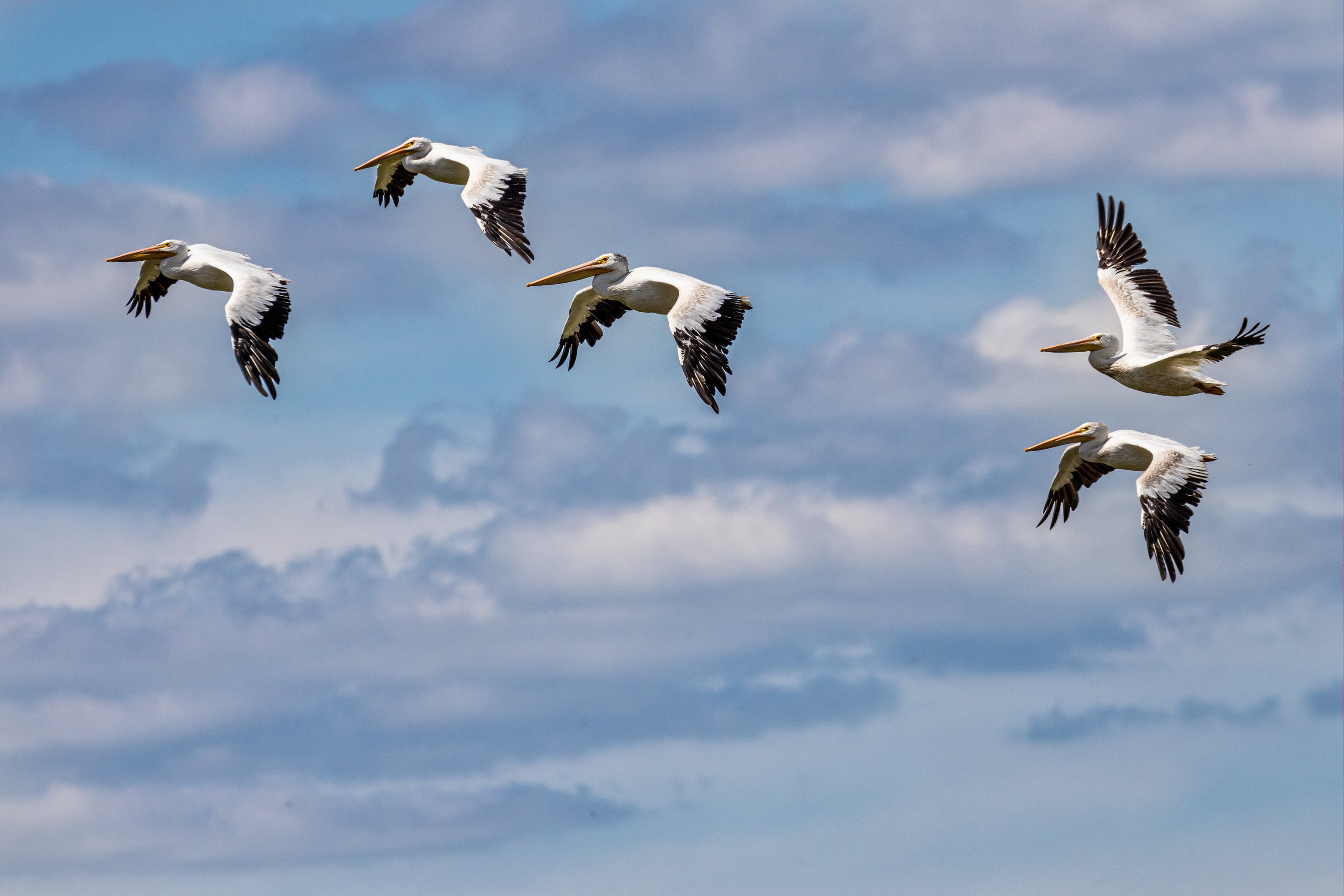 American White Pelican, Emiquon National Wildlife Refuge, Fulton county, Illinois. Credit: Mark Gordon/Audubon Photography Awards