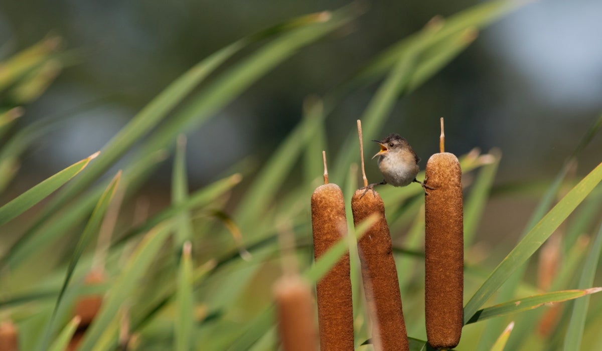 A Marsh Wren straddles two cattail reeds as it sings its song in an Indiana marsh.