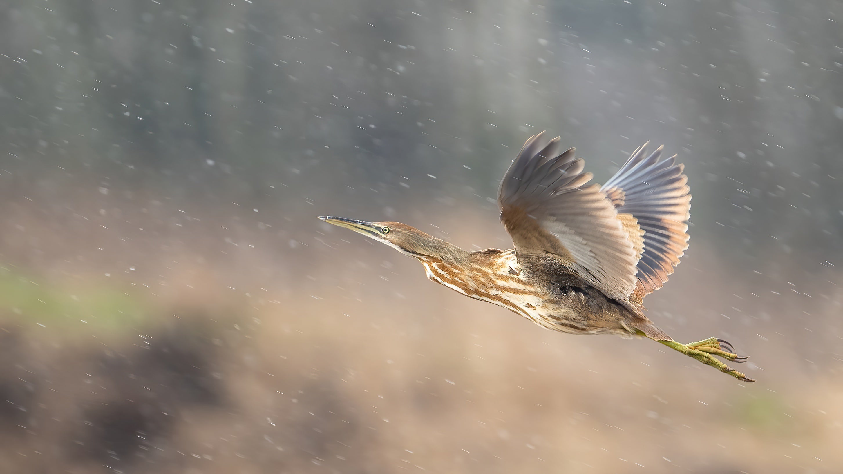 American Bittern flying through a wetland on a snowy day. Photo: Steve Bredthauer/̽����ѡ Photography Awards