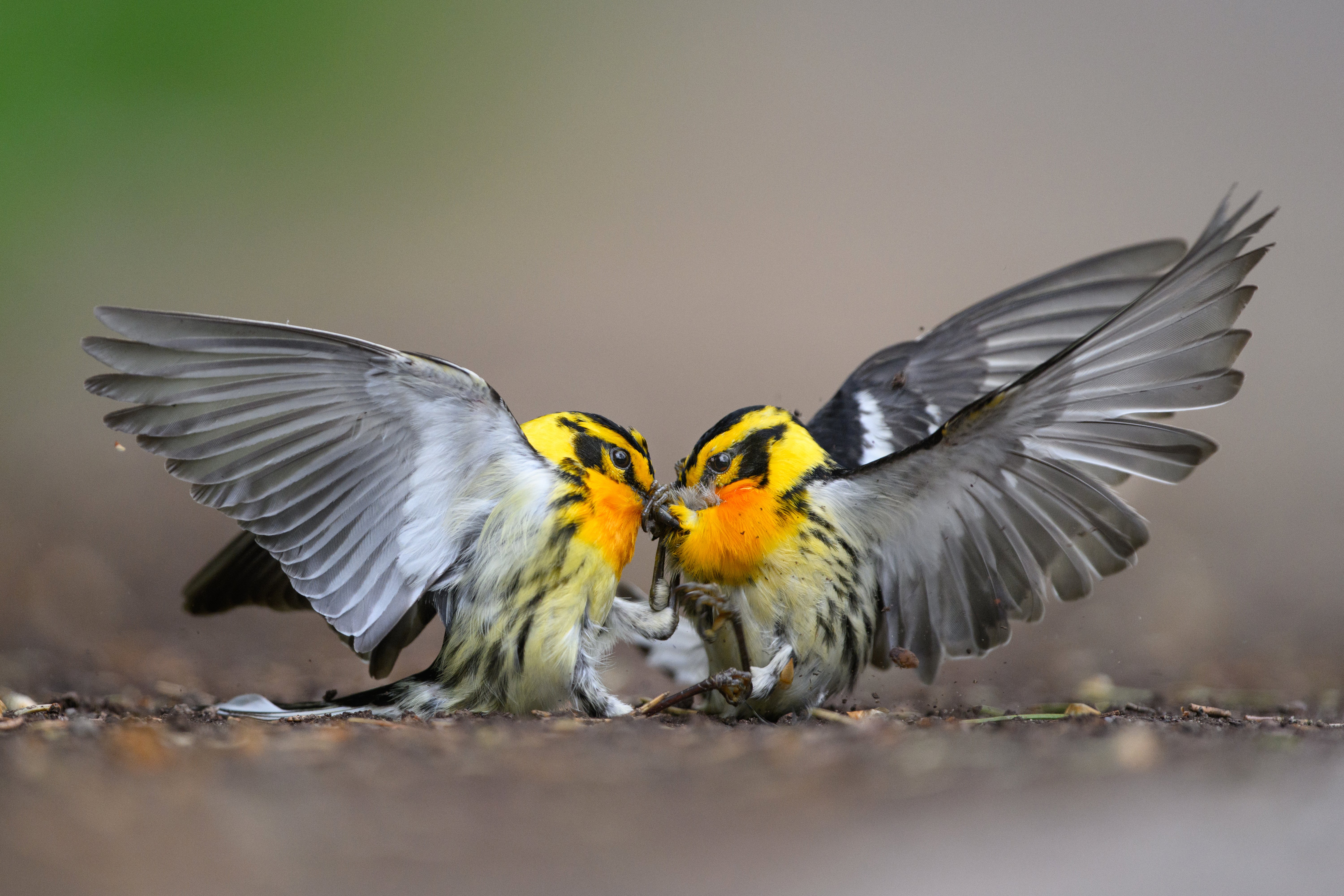Blackburnian Warbler. Audubon Photography Awards Grand Prize Winner. Credit:  Mathew Malwitz