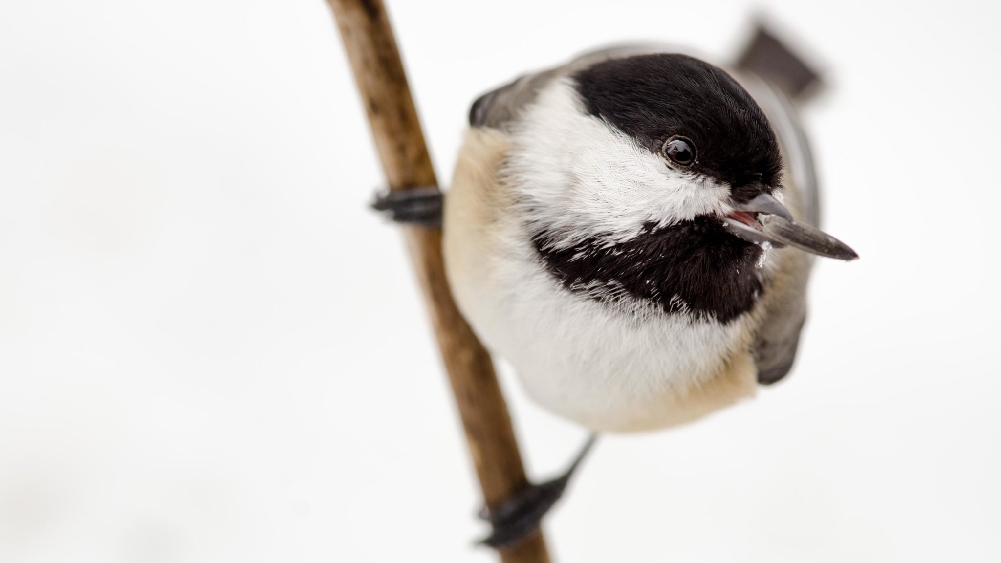 A close-up of a Black-capped Chickadee with a sunflower seed in its beak.