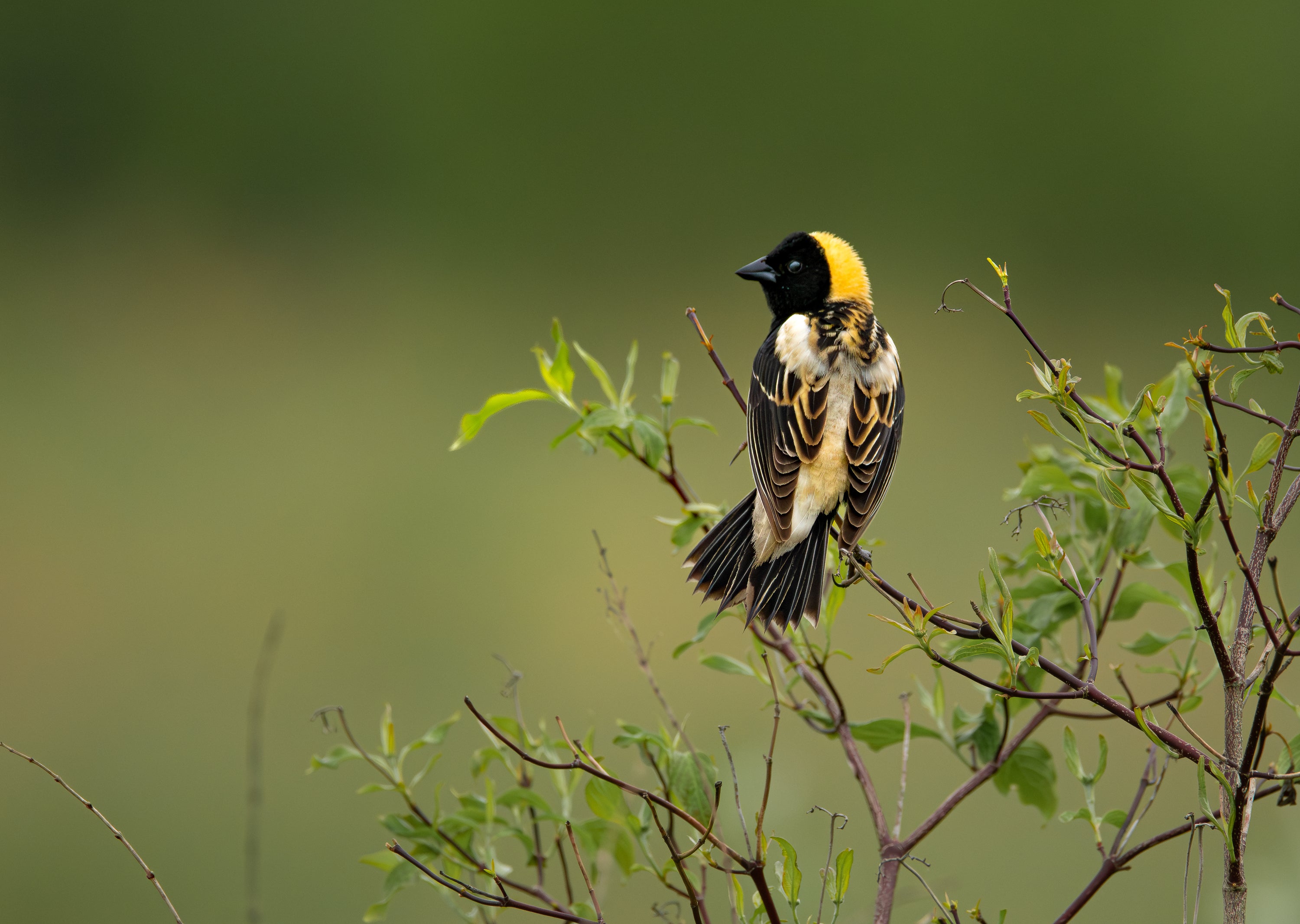 Bobolink.