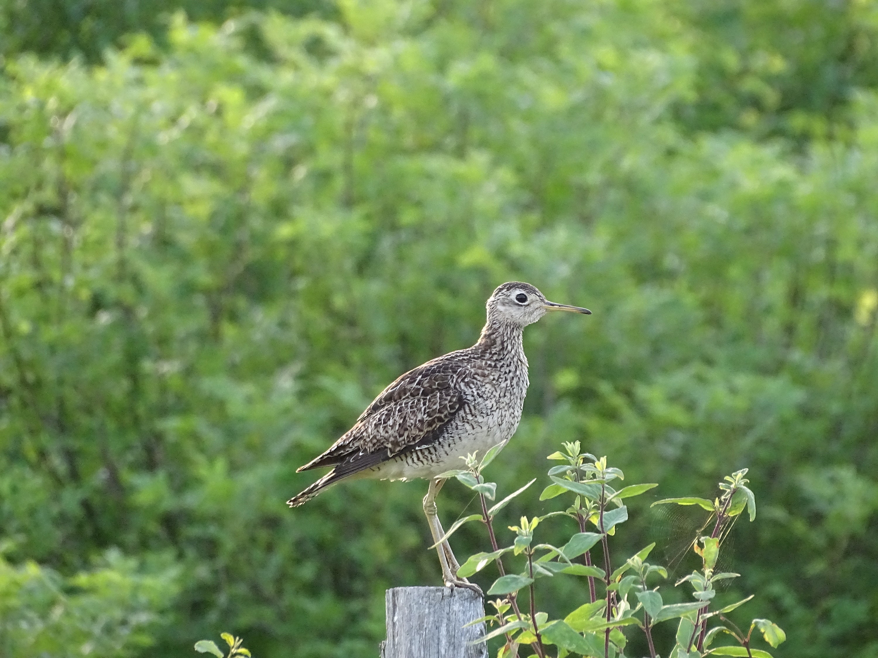Upland Sandpiper