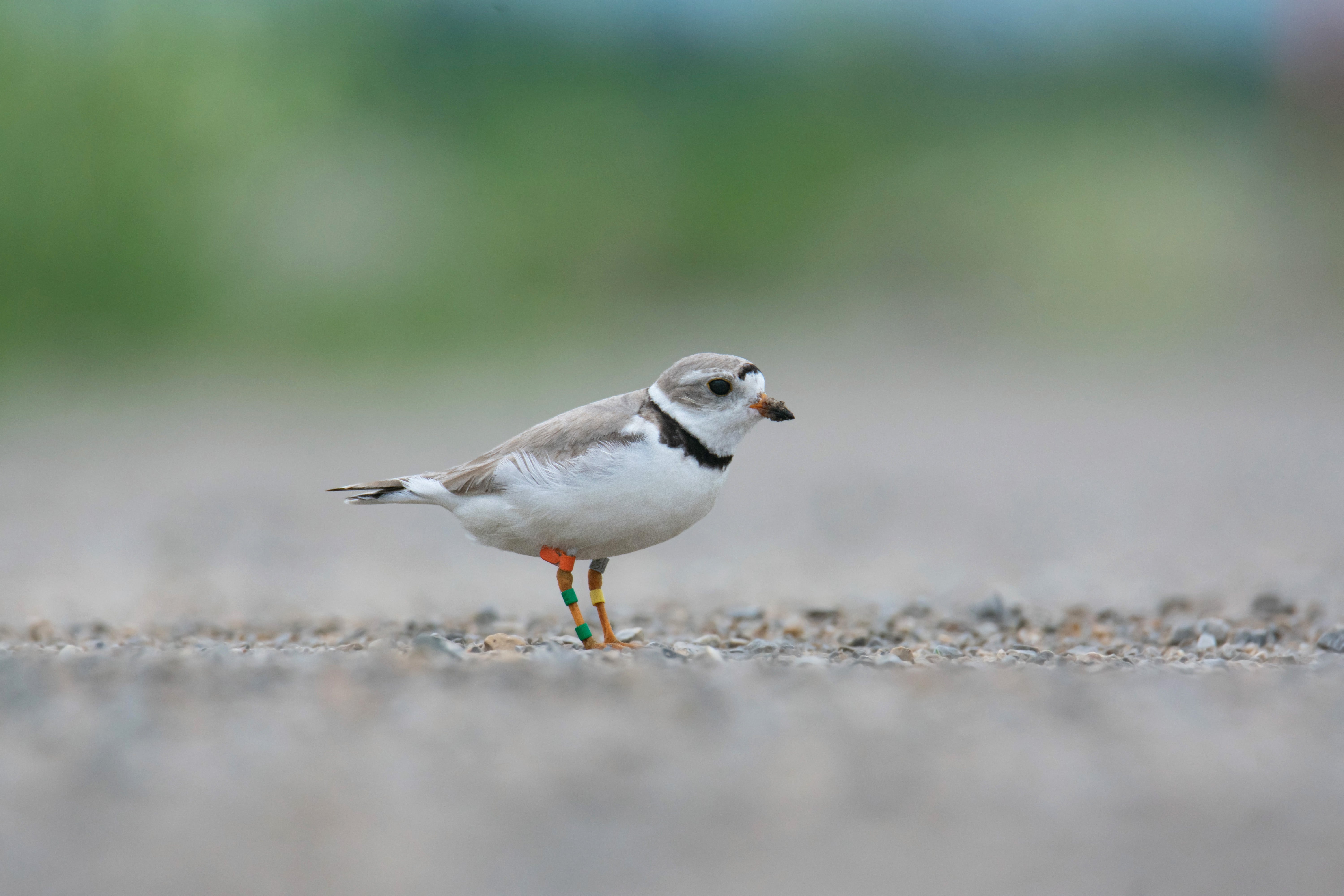 Ms. Packer, a federally endangered Great Lakes Piping Plover at the Cat Island Restoration Chain in Lower Green Bay, WI. Credit: Jacob Woulf 