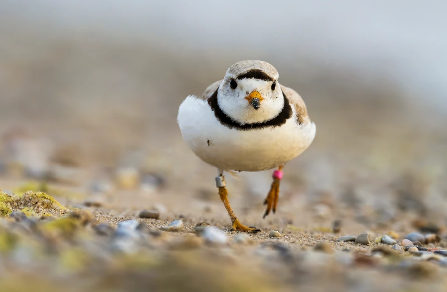 Great Lakes Piping Plover.  Photo: Steve Jessmore