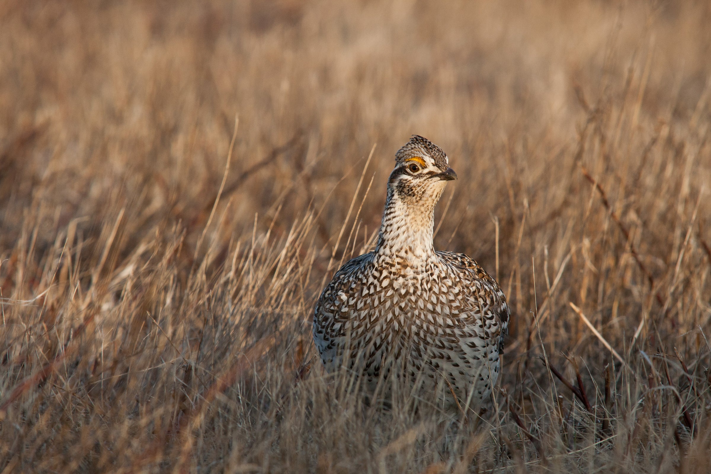 Sharp-tailed Grouse