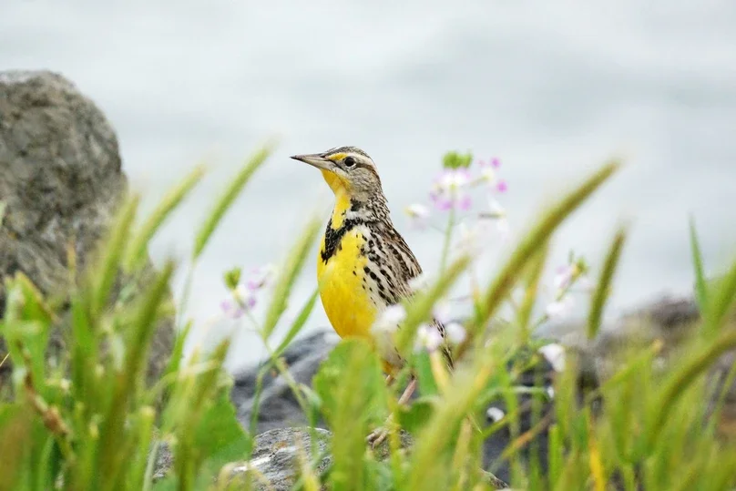Western Meadowlark