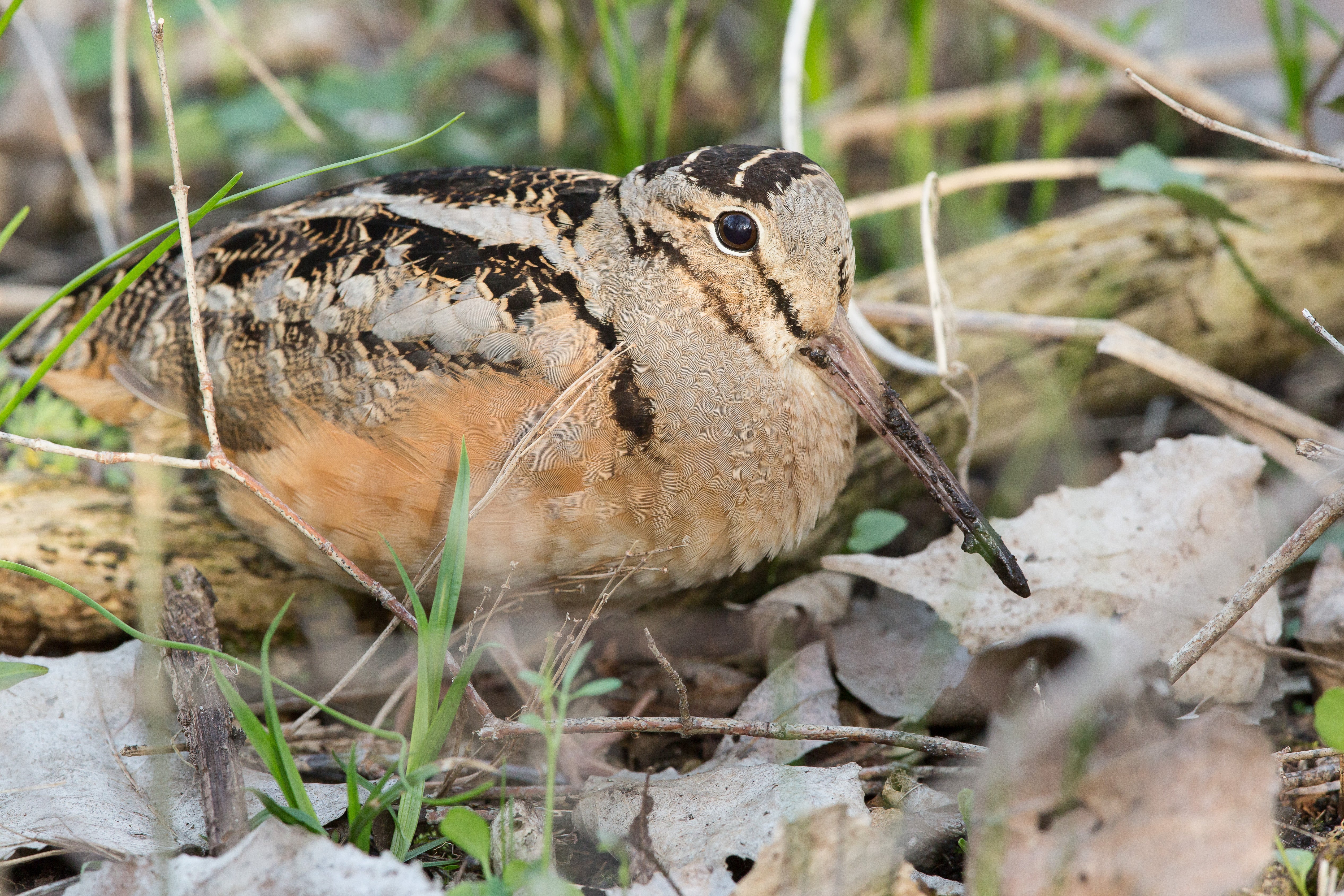 American Woodcock in a bush