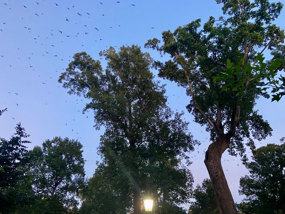 Swifts at the Davie Poplar.