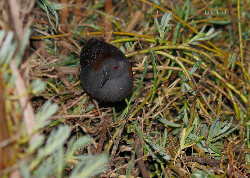 Black Rail. Photo: Julio Mulero/Flickr (CC BY-NC-ND 2.0)
