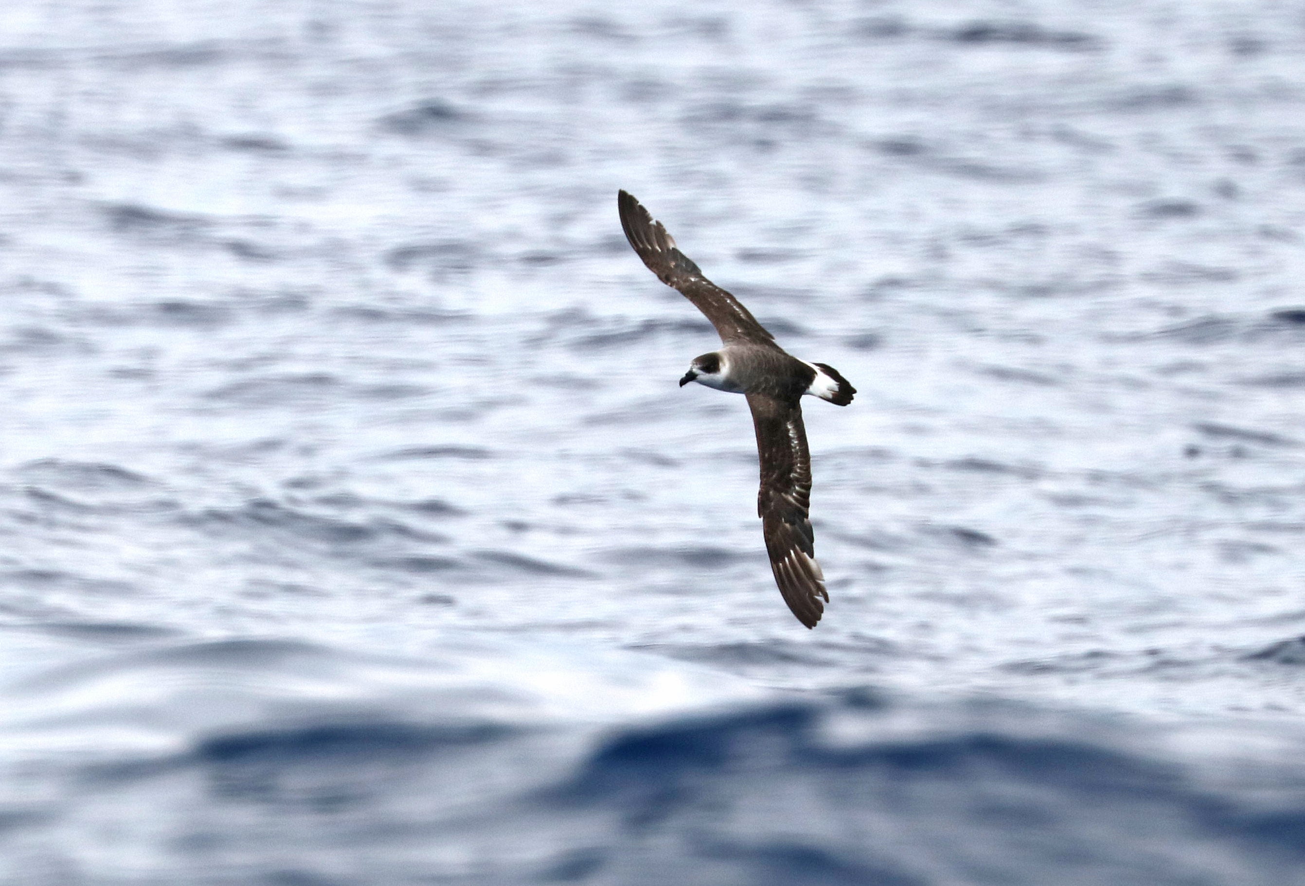 Petrel soaring over the waves.