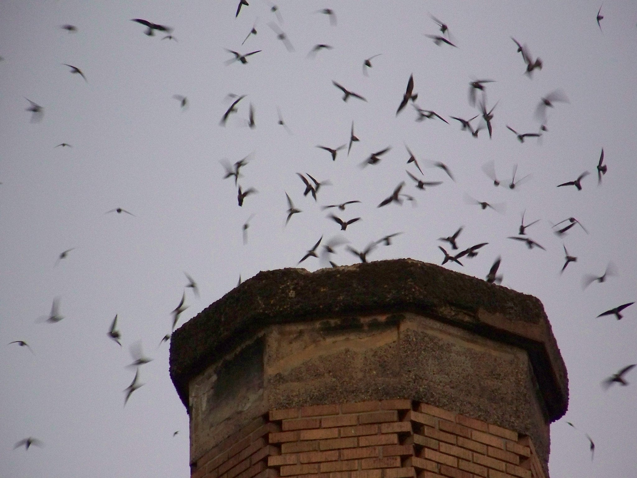 Roosting swifts.