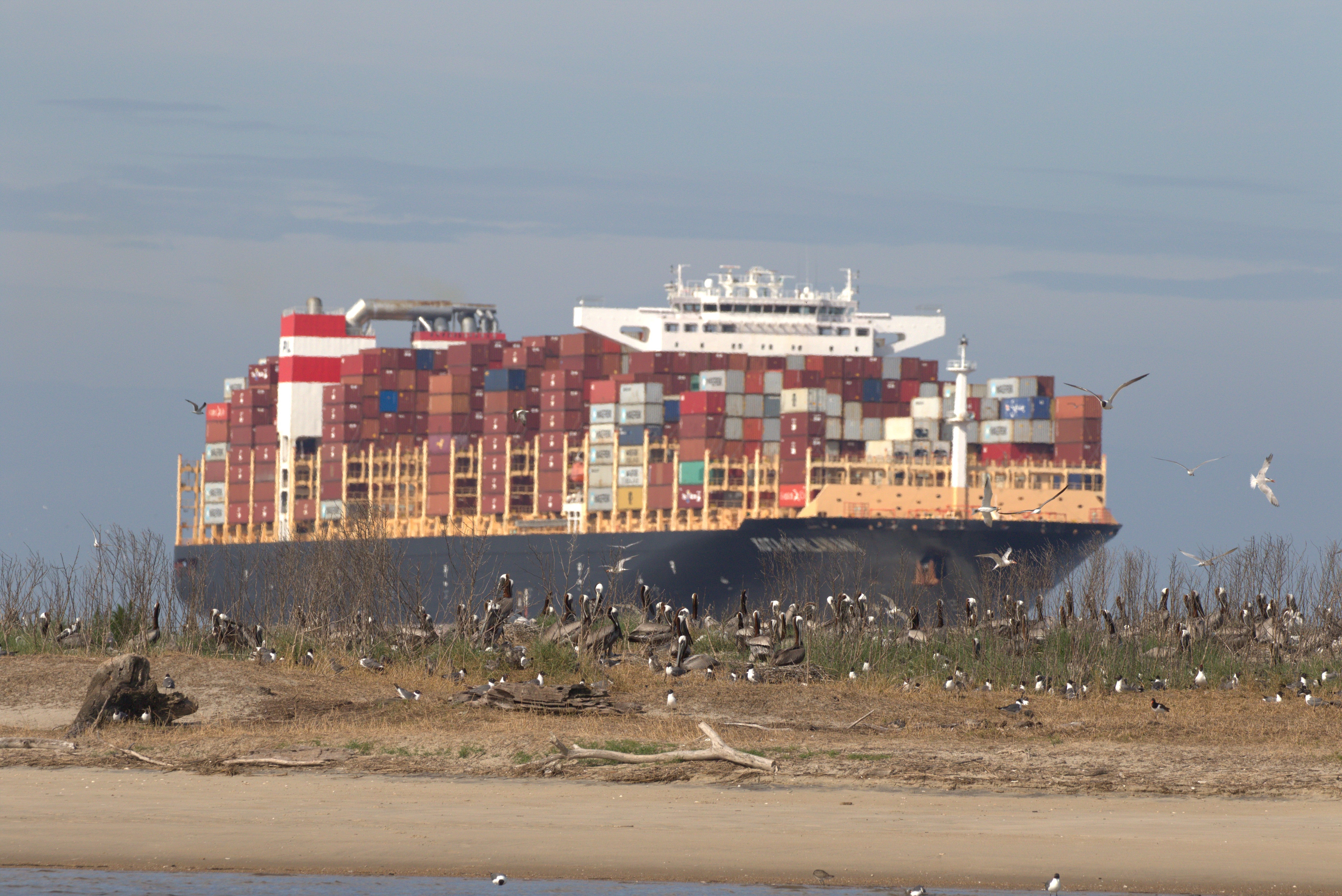 Container ship passing a bird nesting island on the Cape Fear River. Photo: Lindsay Addison/�ԹϺ���