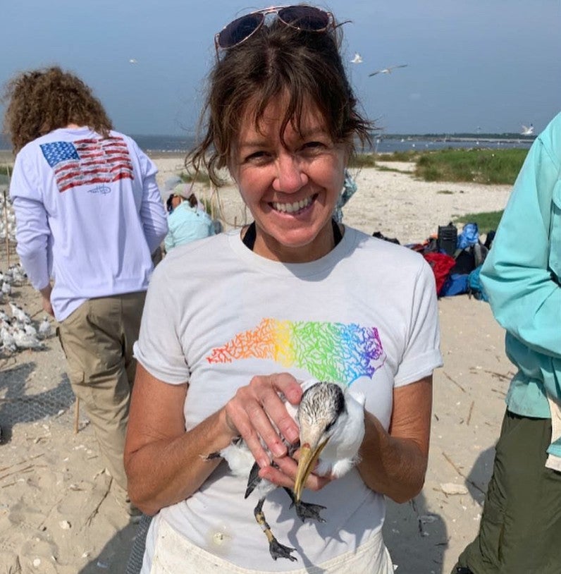Royal Tern banding