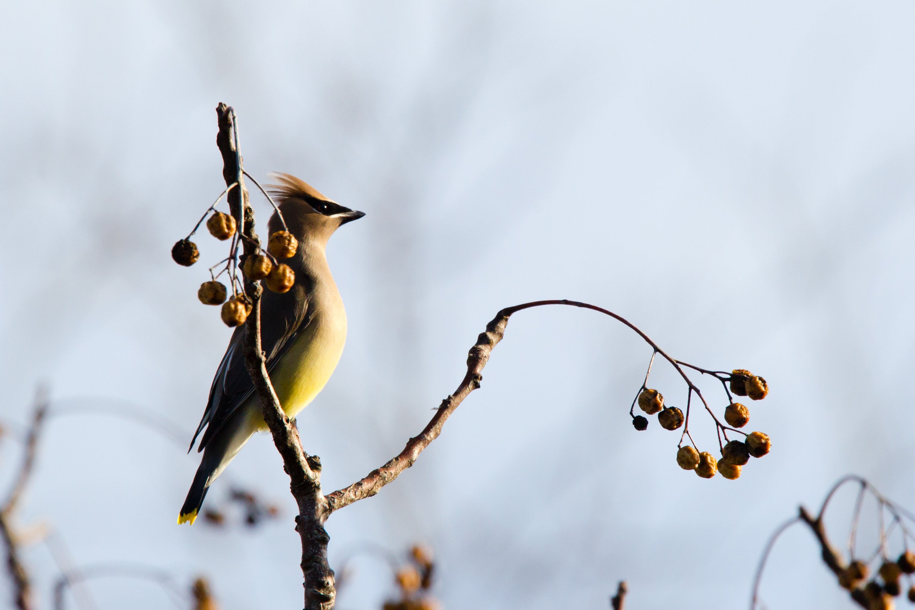 Cedar Waxwing perched in a tree