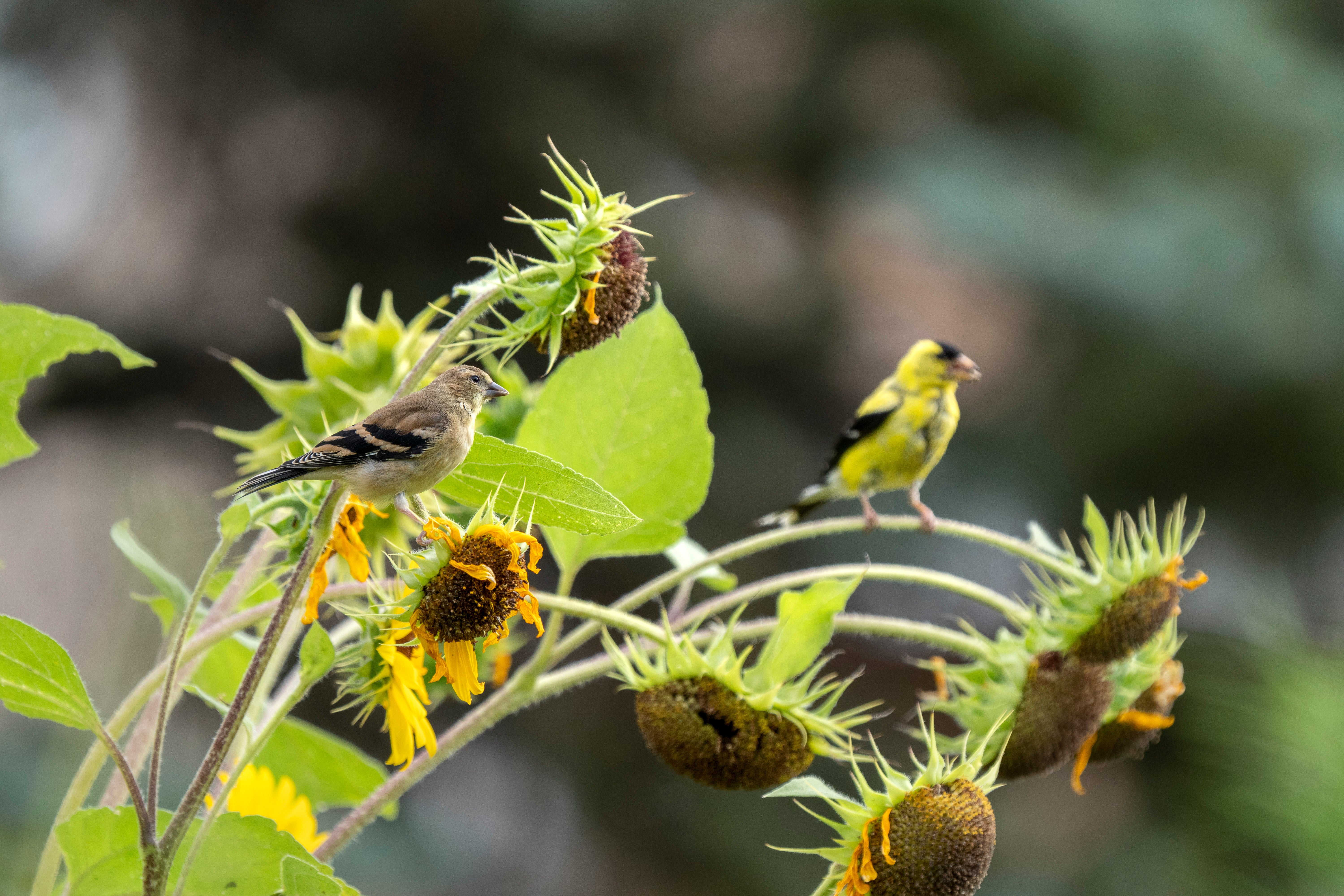 American Goldfinches, male and female,  eat seeds from Helianthus annuus (Common Sunflower). Photo: Evan Barrientos/Audubon