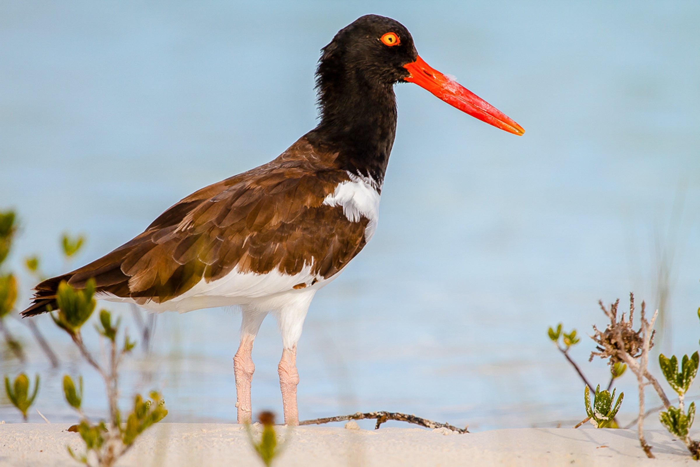 American Oystercatcher. Photo: Lorraine Minns/Audubon Photography Awards