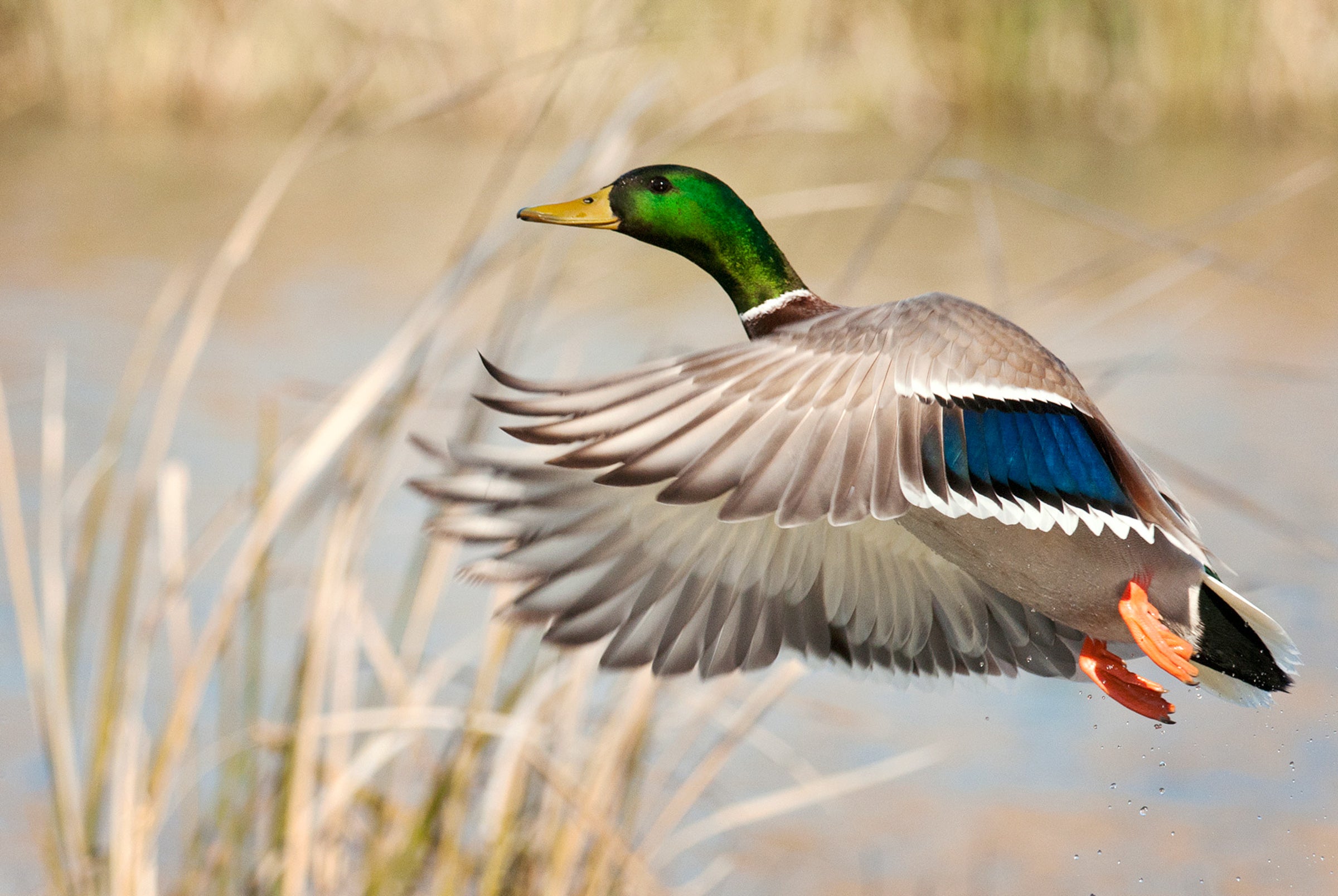 Mallard flying above a marsh