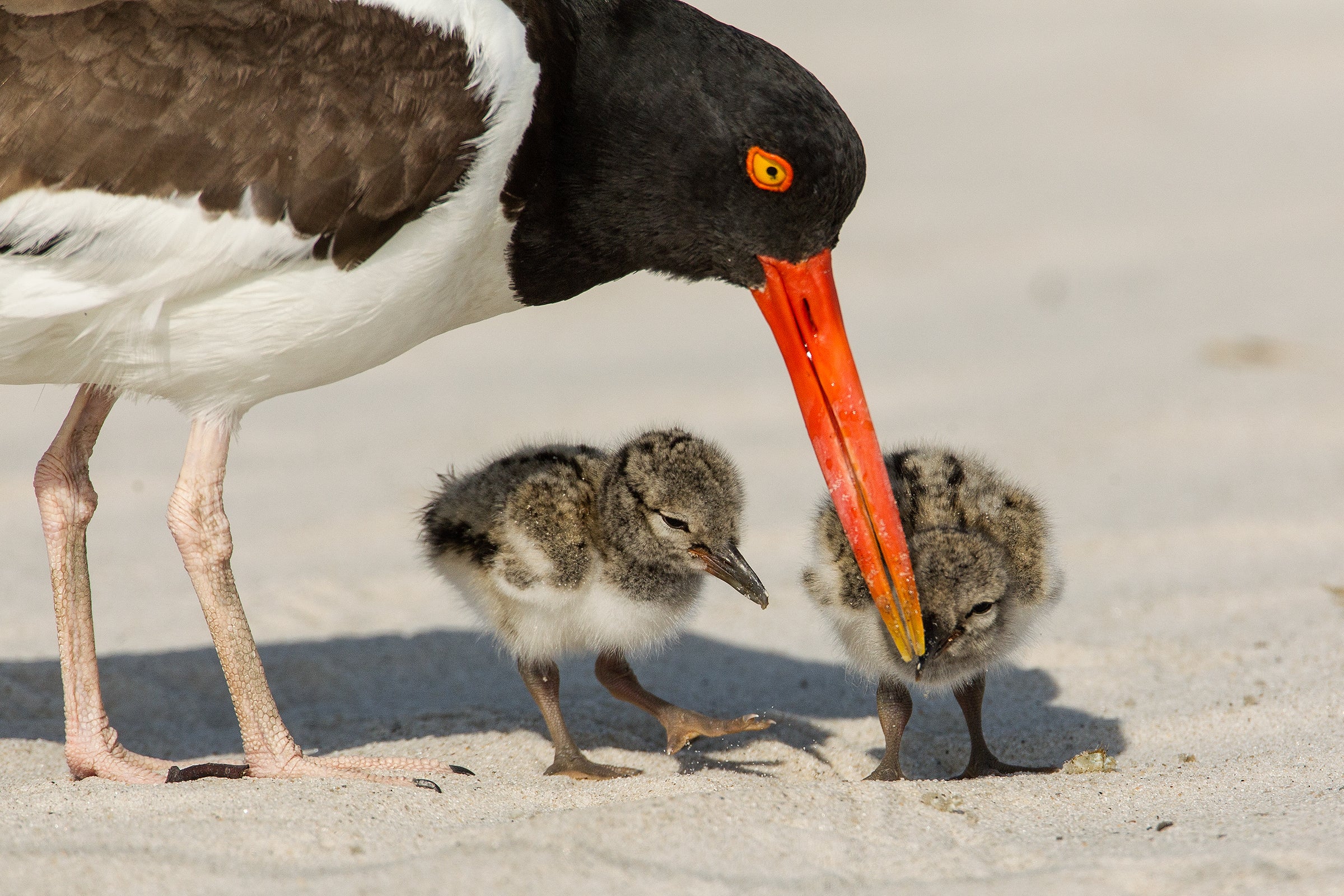 American Oystercatcher parent with chicks. Photo: Christopher Ciccone/Audubon Photography Awards