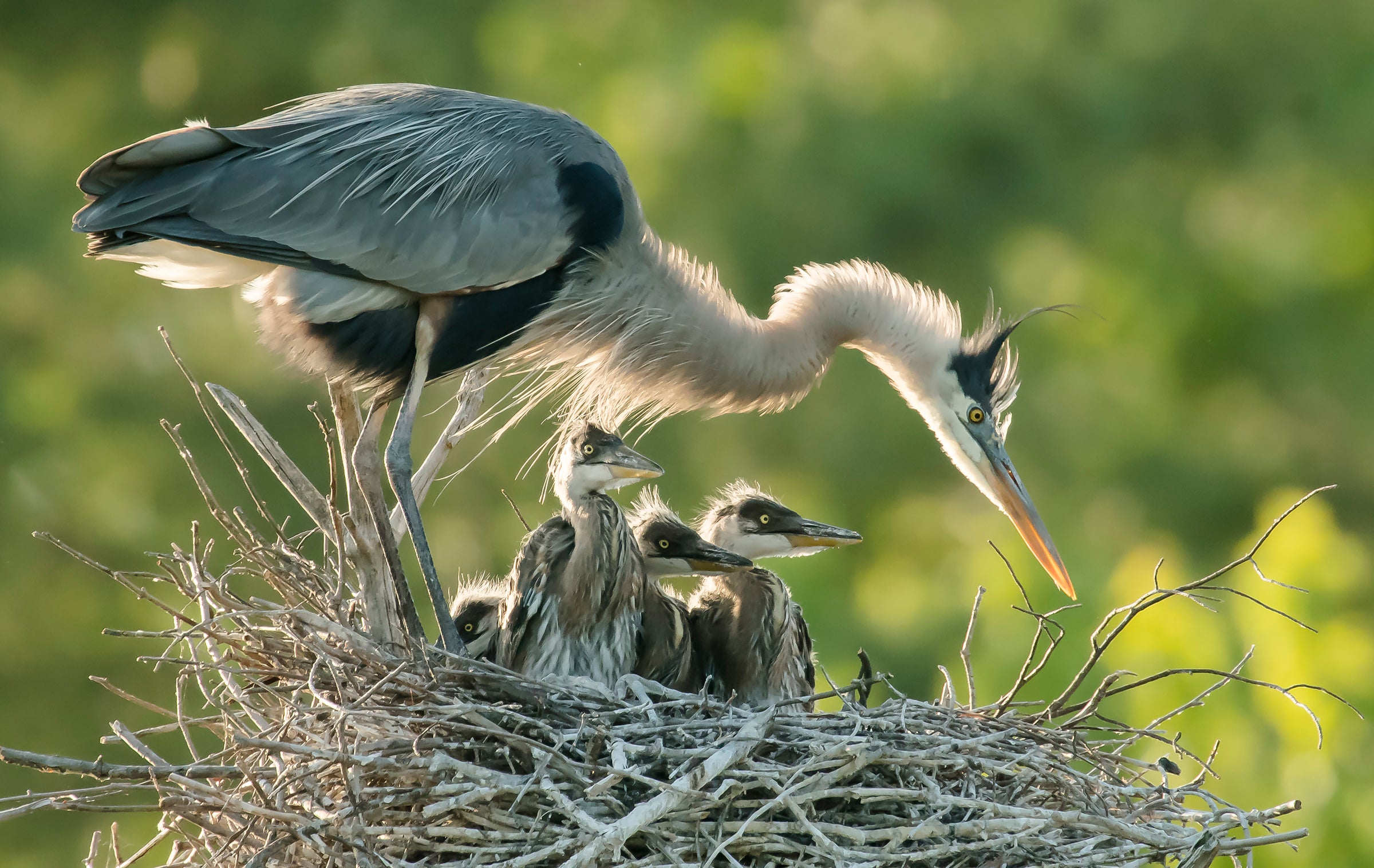 Great Blue Heron adult and chicks. Photo: Pamela Underhill Karaz/Audubon Photography Awards