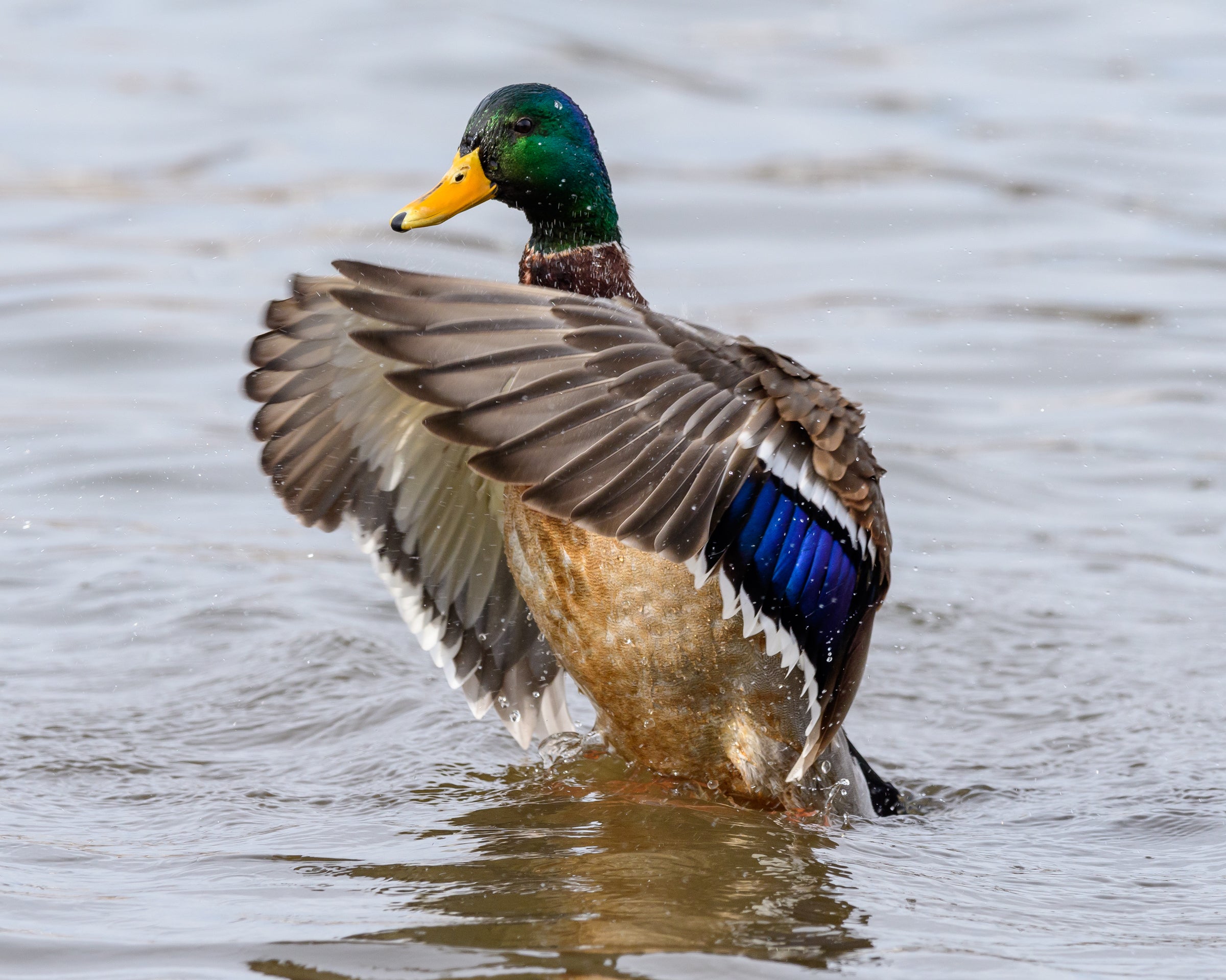 Mallard taking flight from the water. Photo: Robert Cook/Audubon Photography Awards