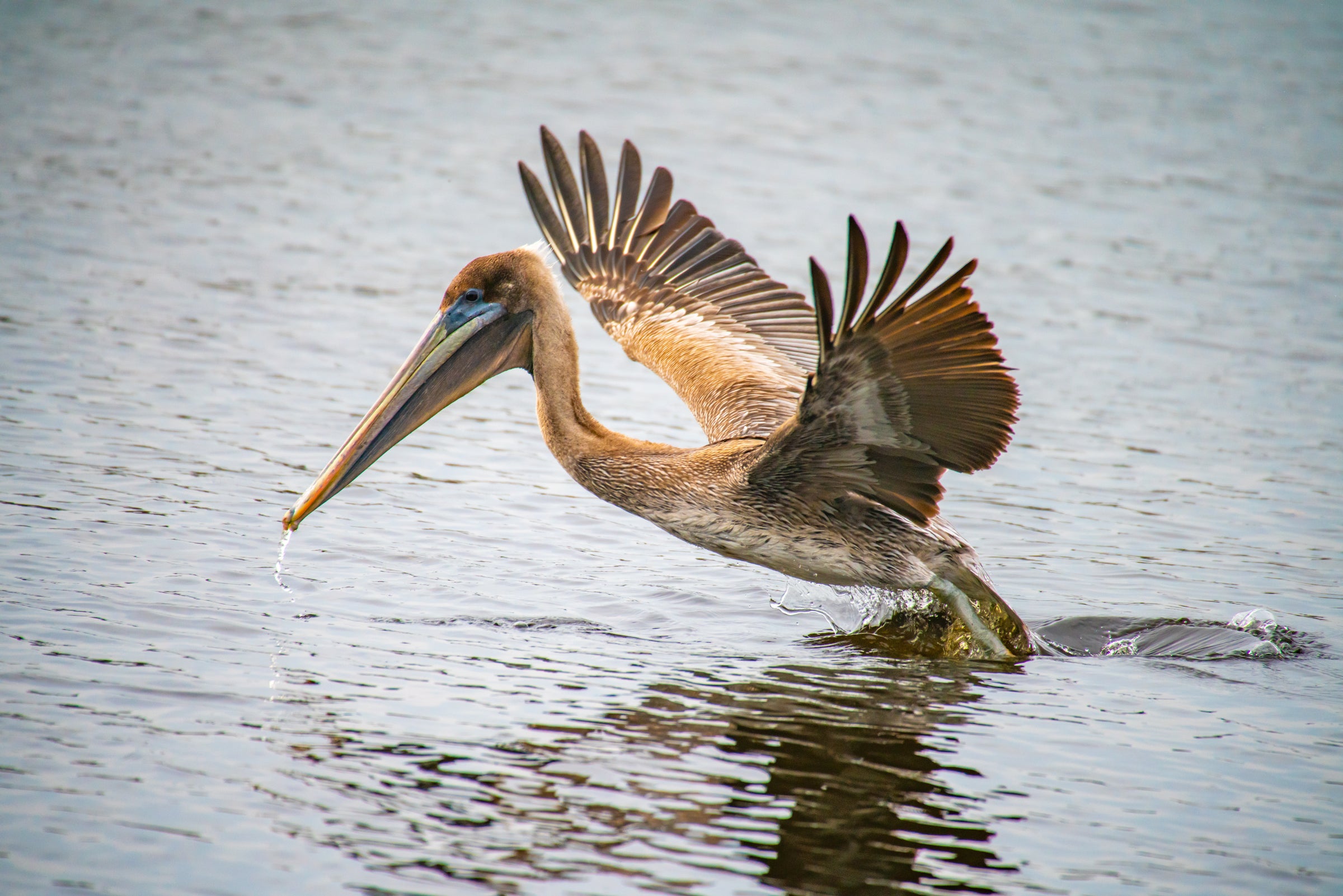 A pelican takes flight.