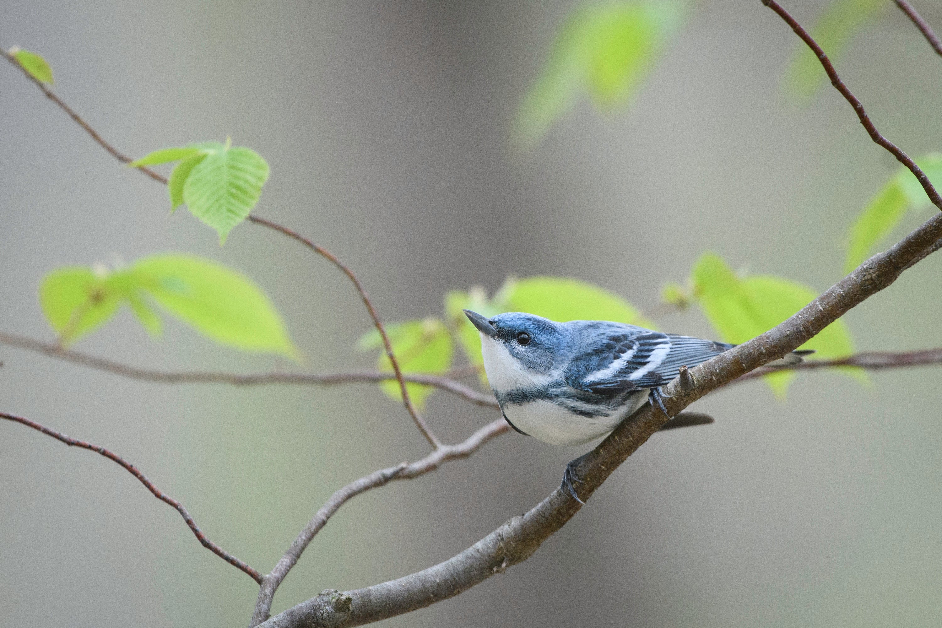 Cerulean Warbler perched on a tree branch