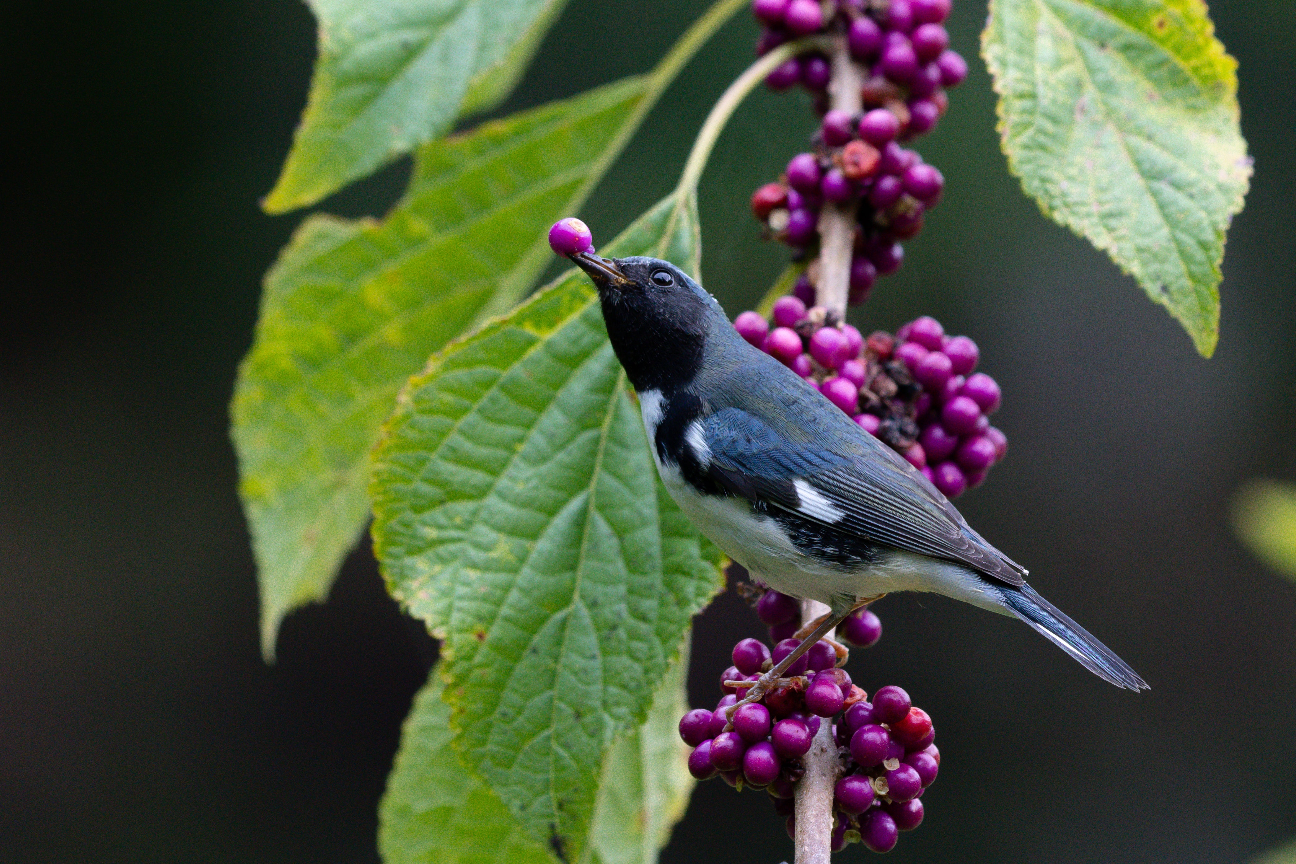 Black-throated Blue Warbler on American Beautyberry. Photo: William Hauck/Audubon Photography Awards