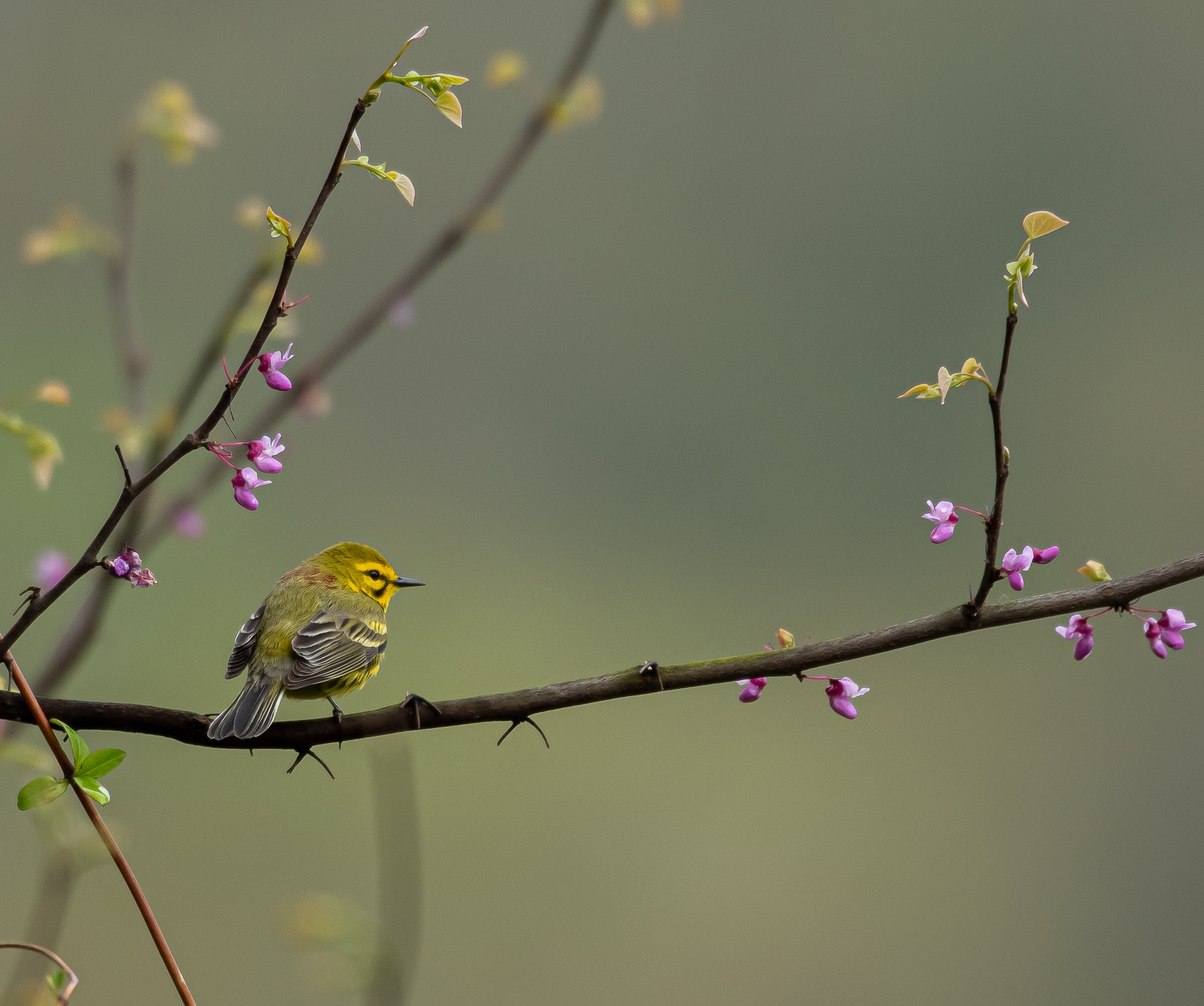 Prairie Warbler, Cercis canadensis (Eastern Redbud). Photo: Randy Richard/Audubon Photography Awards