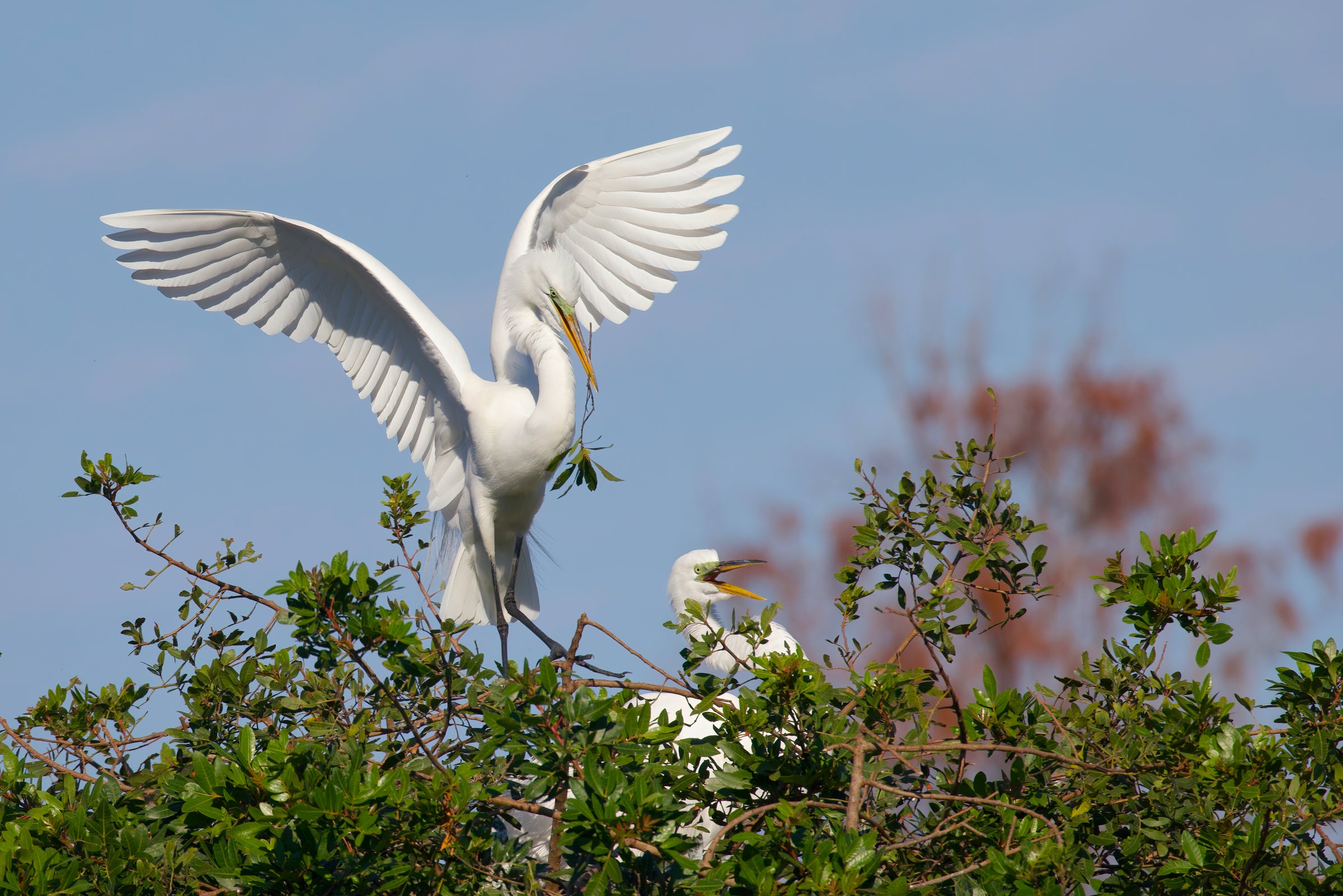 Great Egret