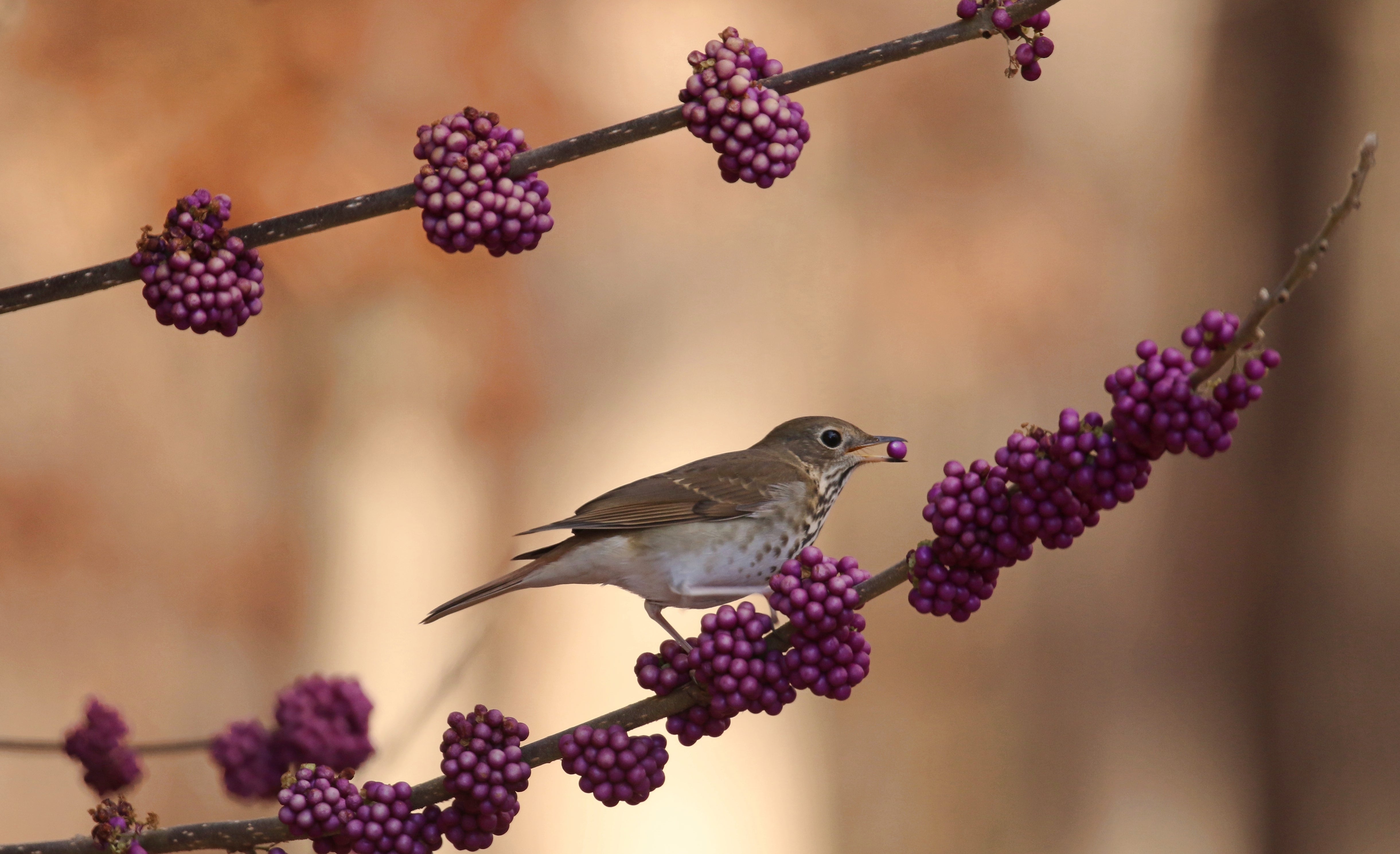 Hermit Thrush on American Beautyberry. Photo: Sujata Roy/Audubon Photography Awards