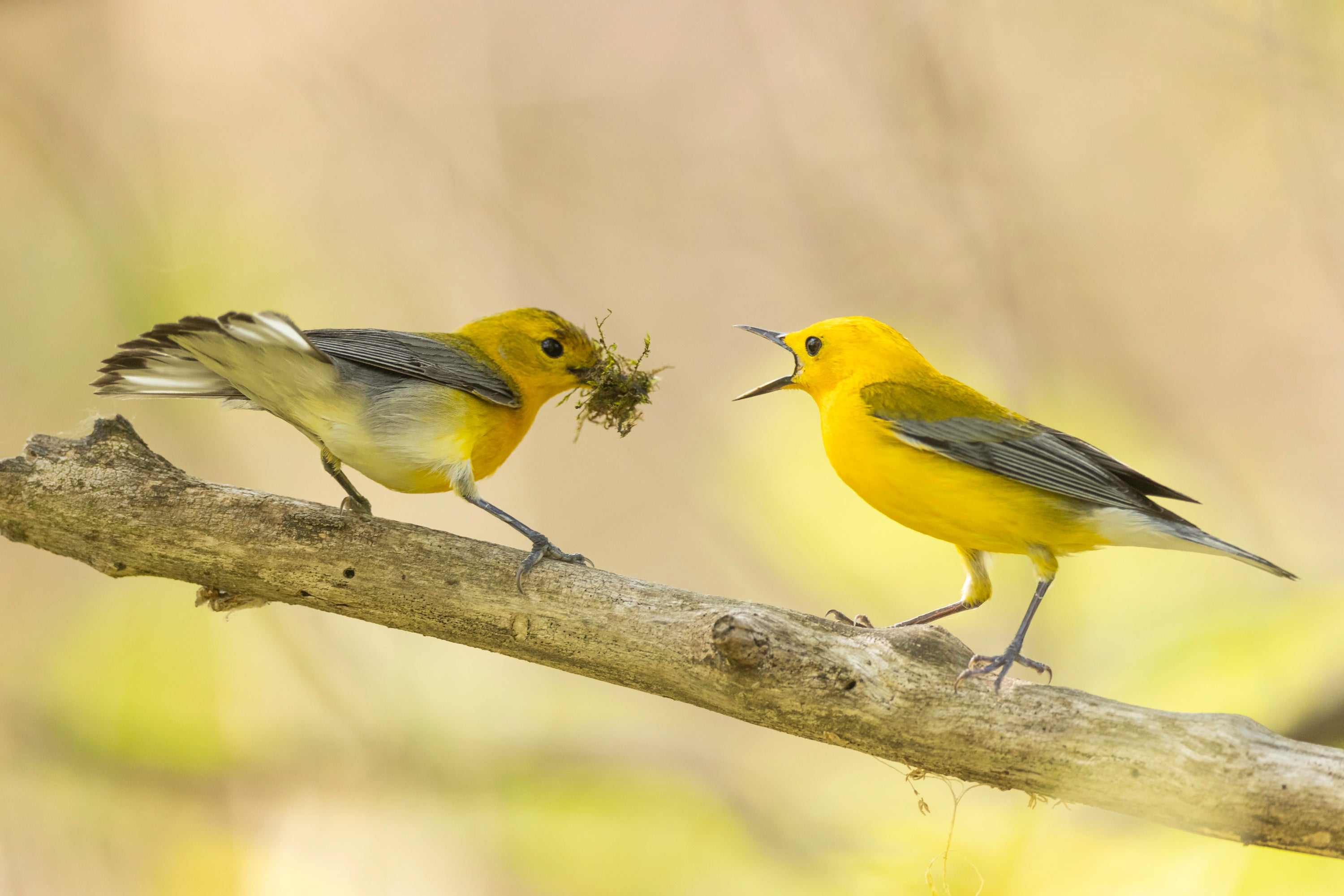 Prothonotary Warbler male and female perched on a tree branch with nesting material