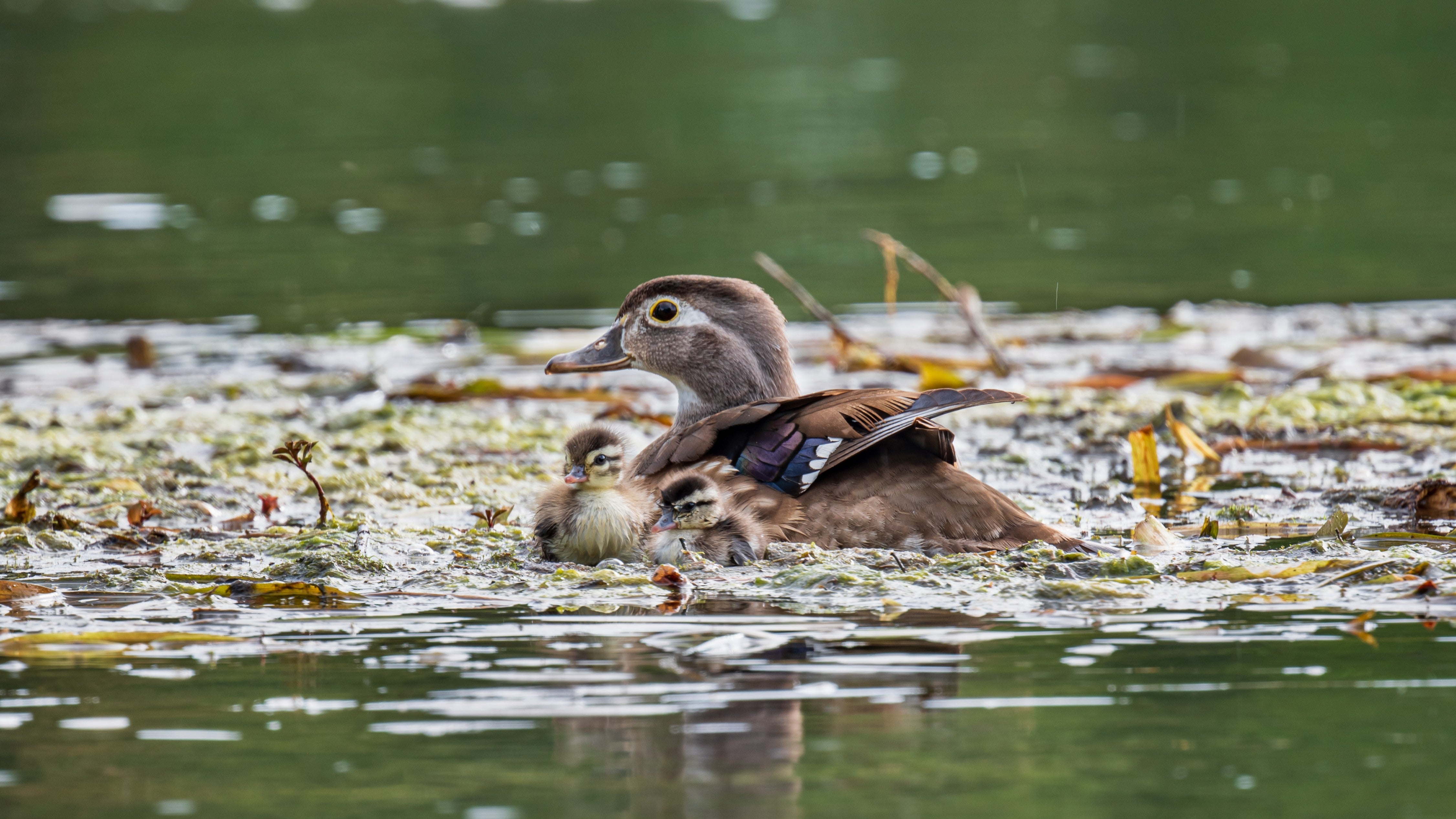 Wood Ducks