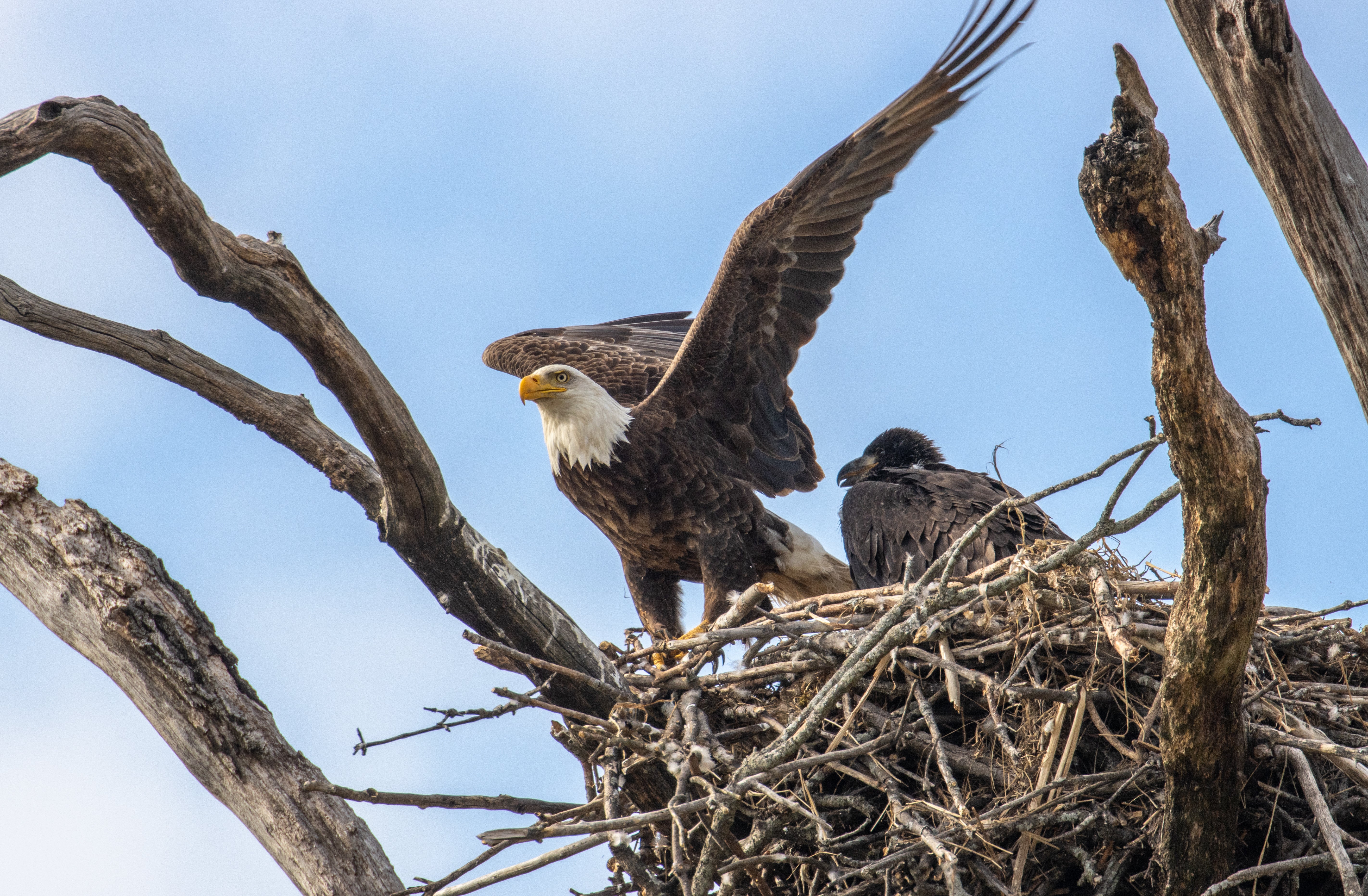 Bald Eagle adult and juvenile. Photo: Gary Aleksiak/Audubon Photography Awards
