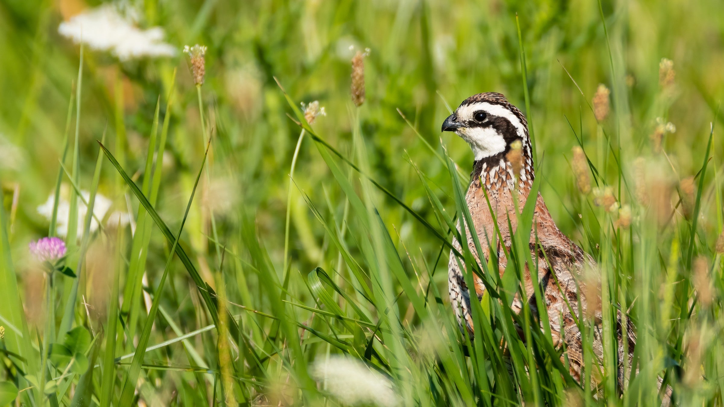 Northern Bobwhite