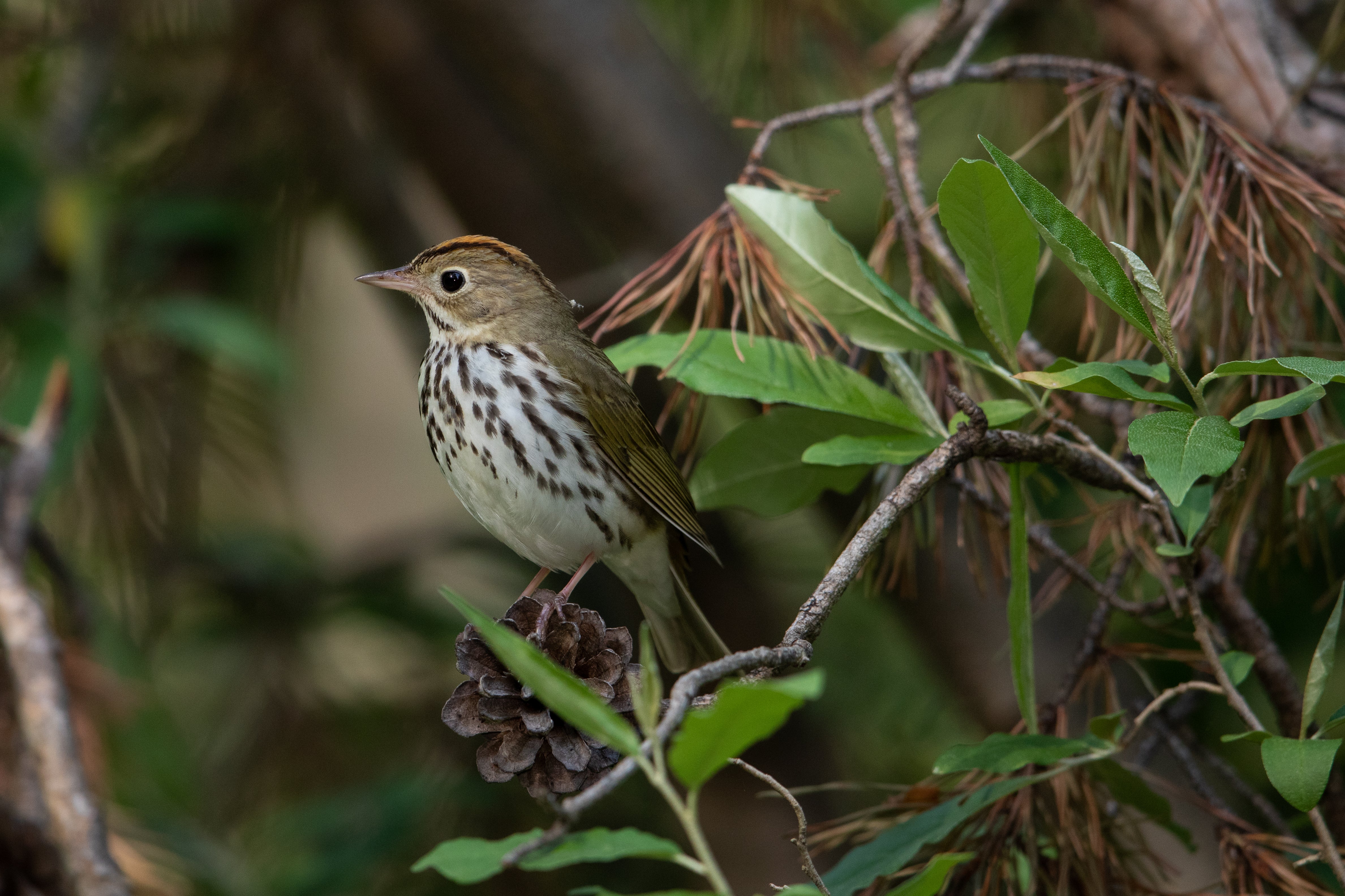 Ovenbird. Photo:  Gary Robinette/Audubon Photography Awards