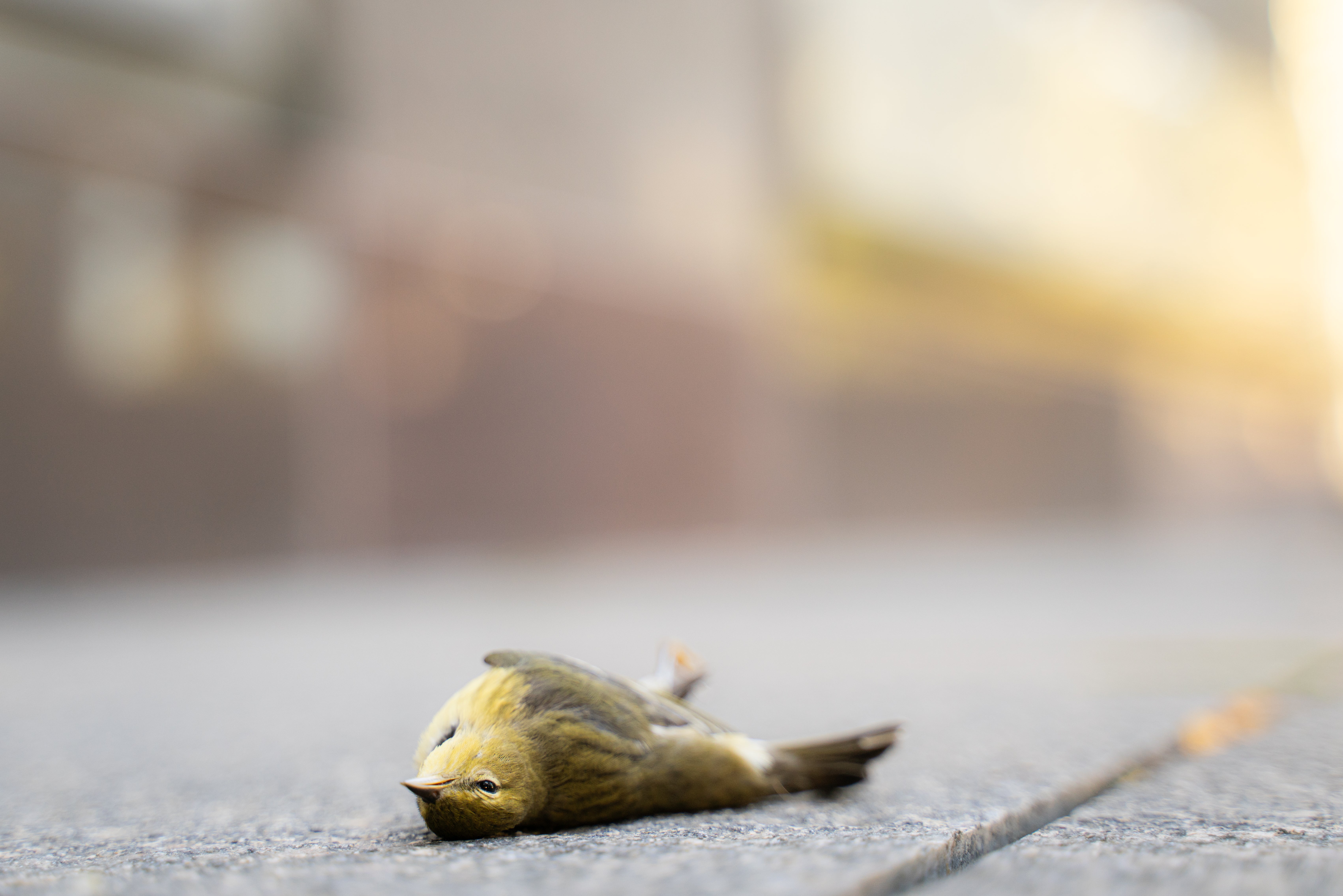 A dead Blackpoll Warbler, victim of a glass collision. Photo: Sydney Walsh/Audubon