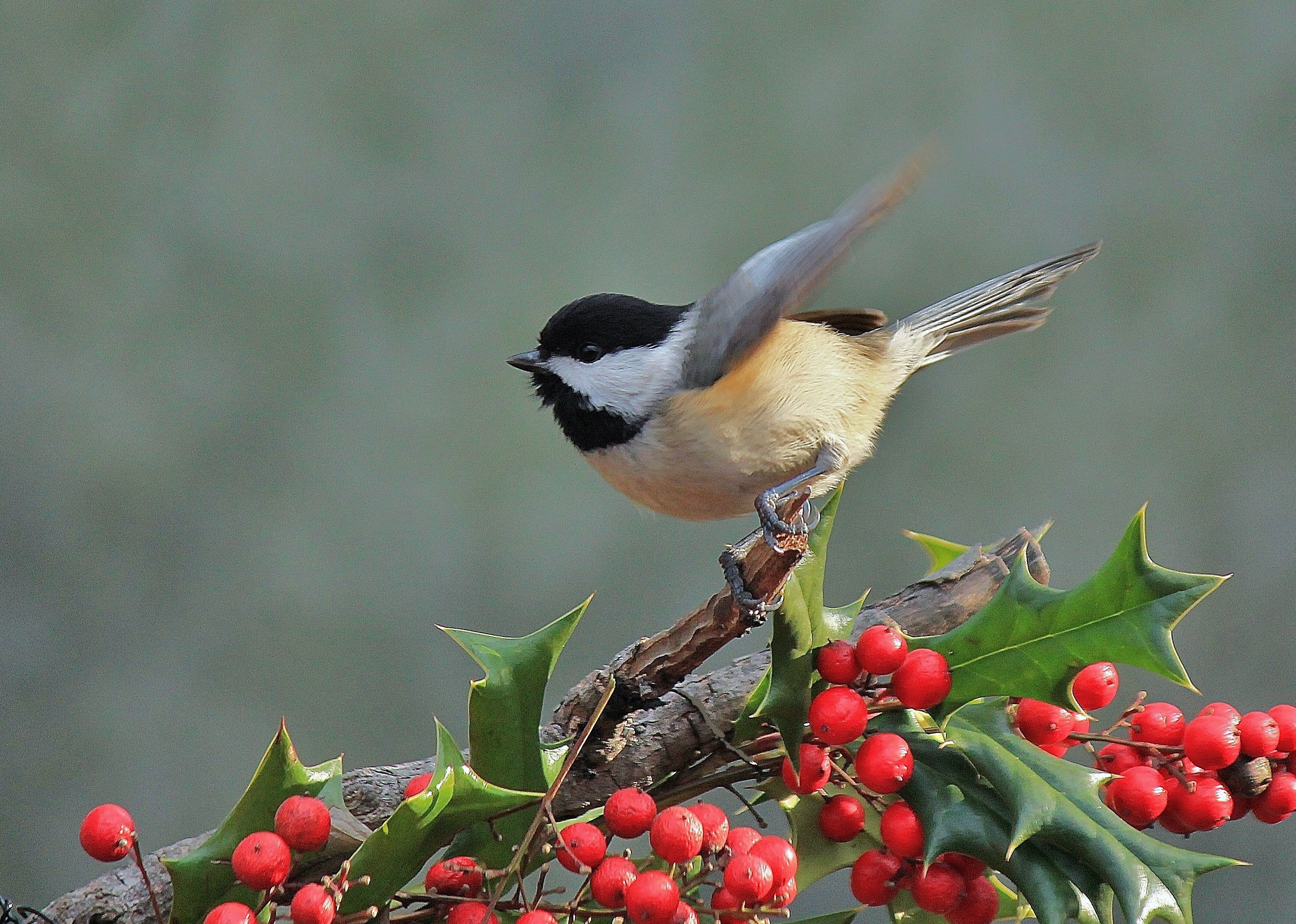Carolina Chickadee on American Holly. Photo: Jeff Drake/Great Backyard Bird Count