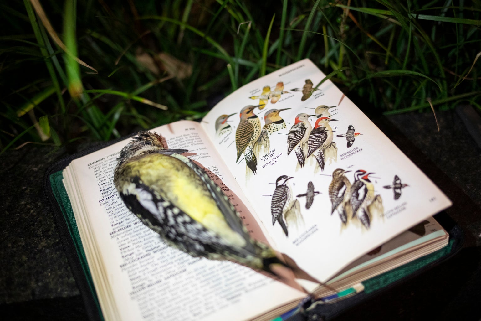 A deceased Yellow-bellied Sapsucker, most likely from an overnight window collision. Photo: Luke Franke/Audubon