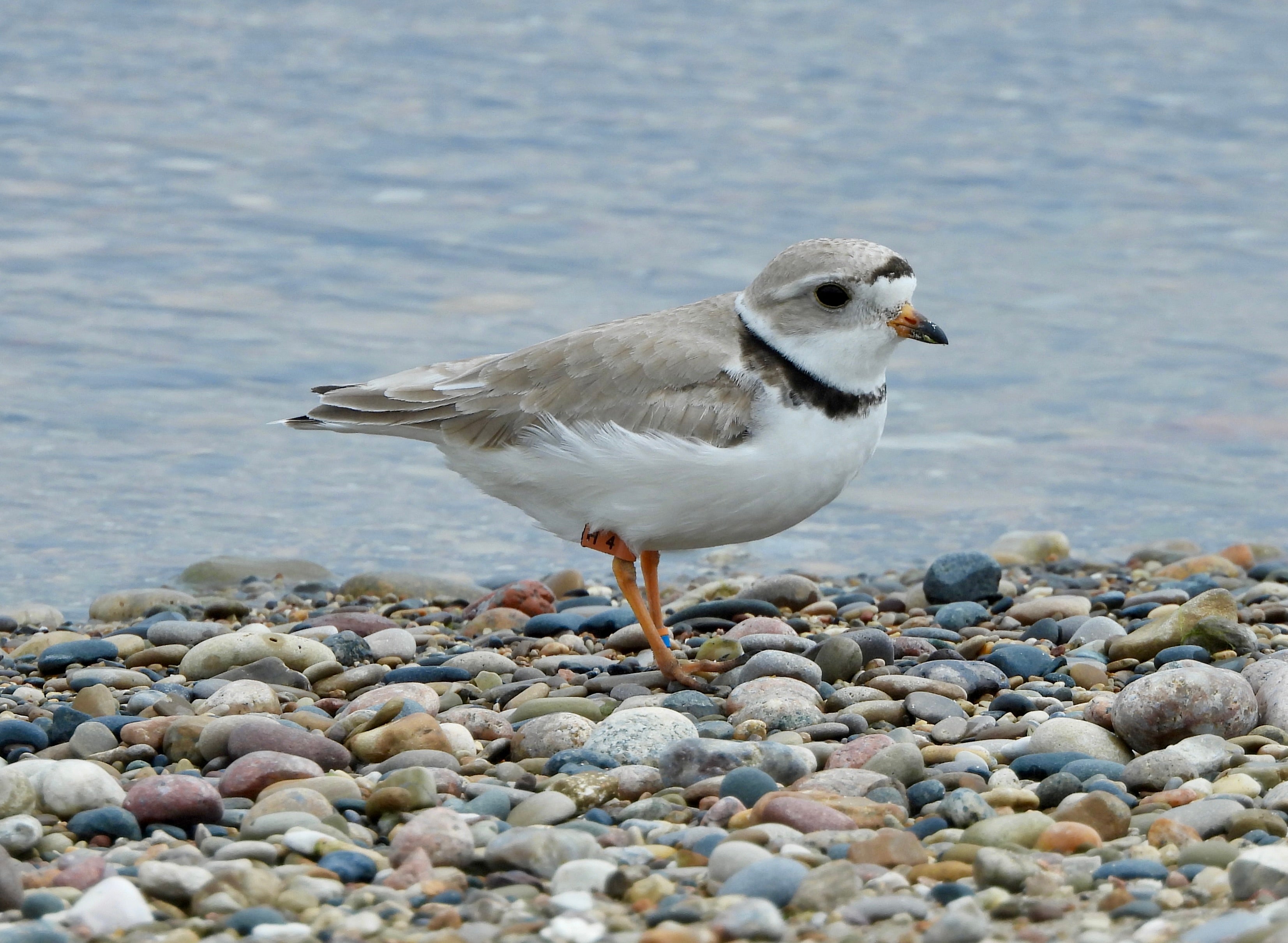 Blaze on the beach in Waukegan, Illinois. Photo: Courtesy of Lake County Audubon Society