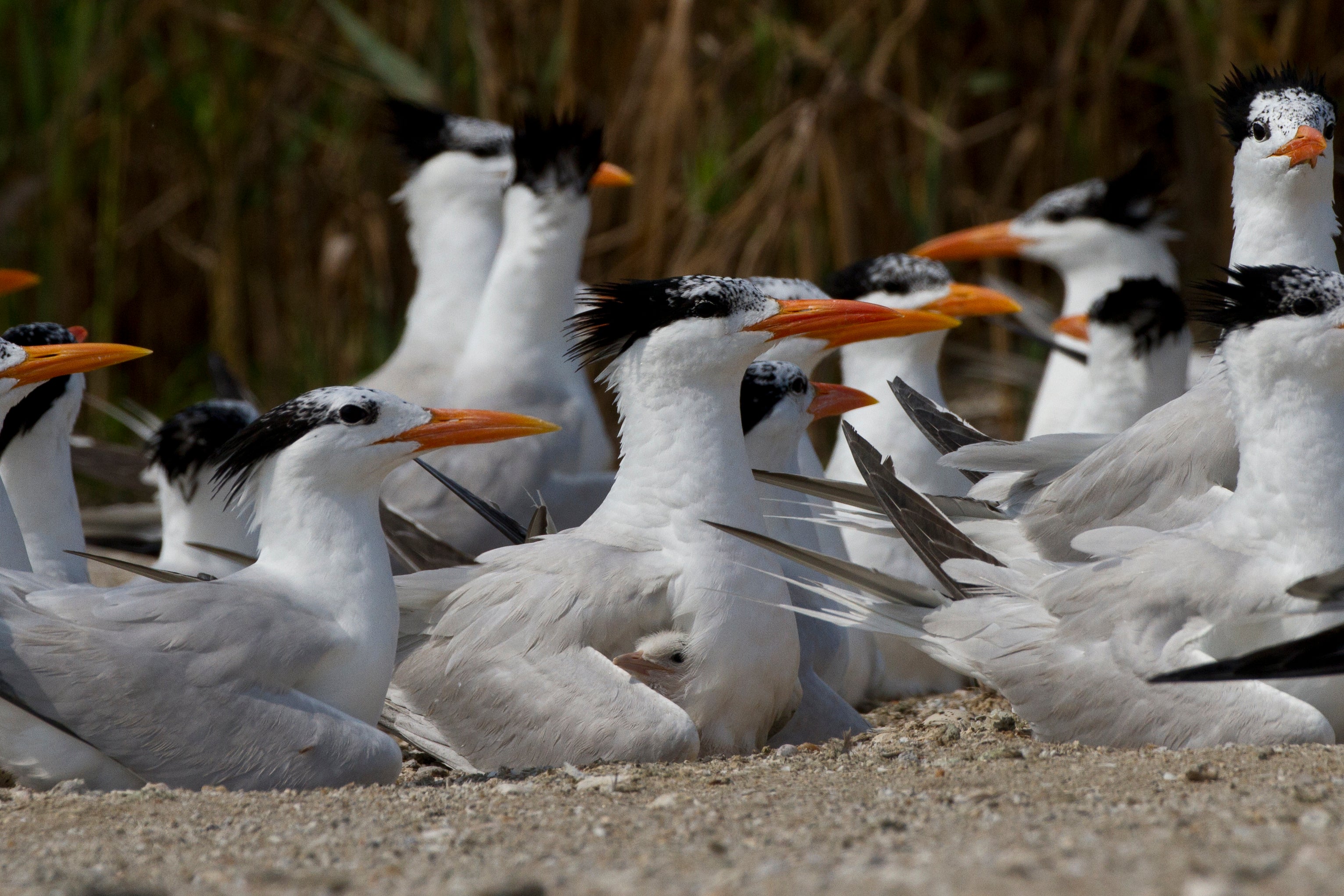 Royal Tern with chick. Photo: Lindsay Addison/Audubon
